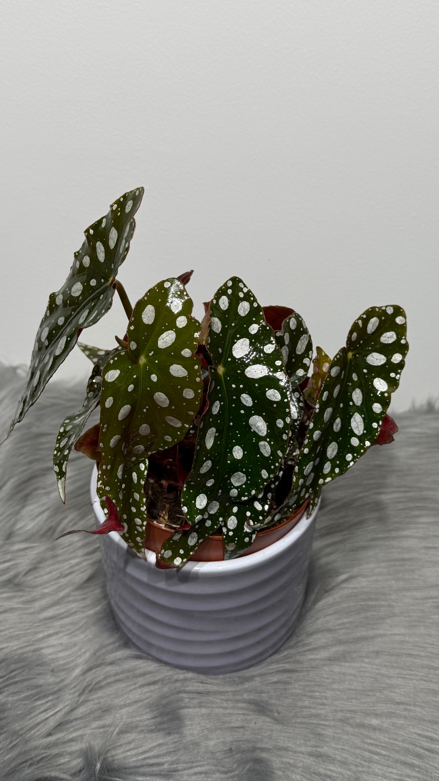 Begonia Maculata