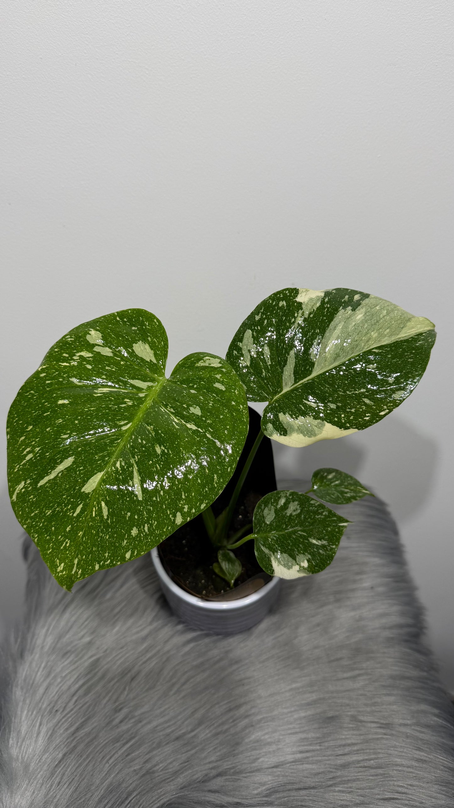 Monstera Thai Constellation