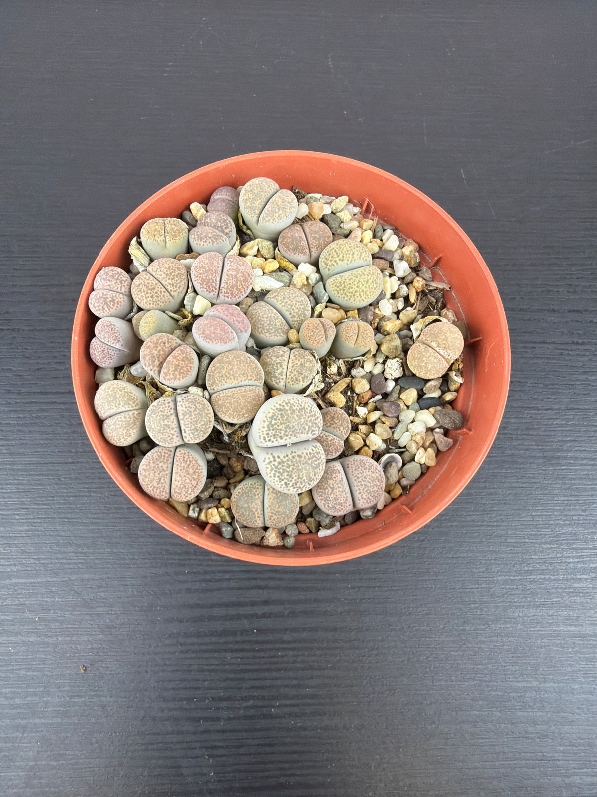 Lithops 11