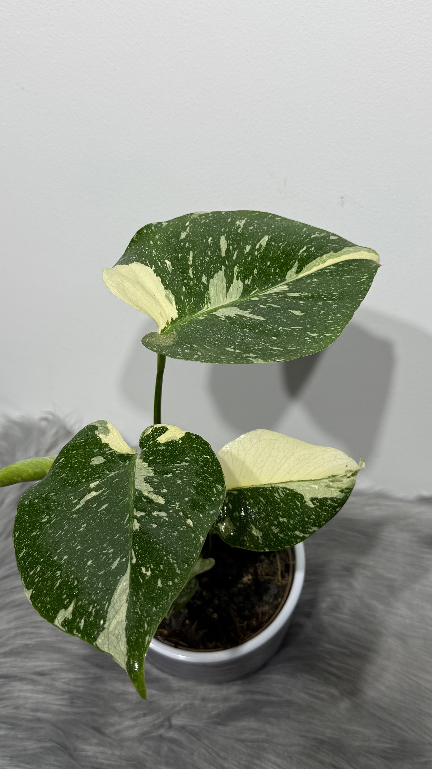 Monstera Thai Constellation