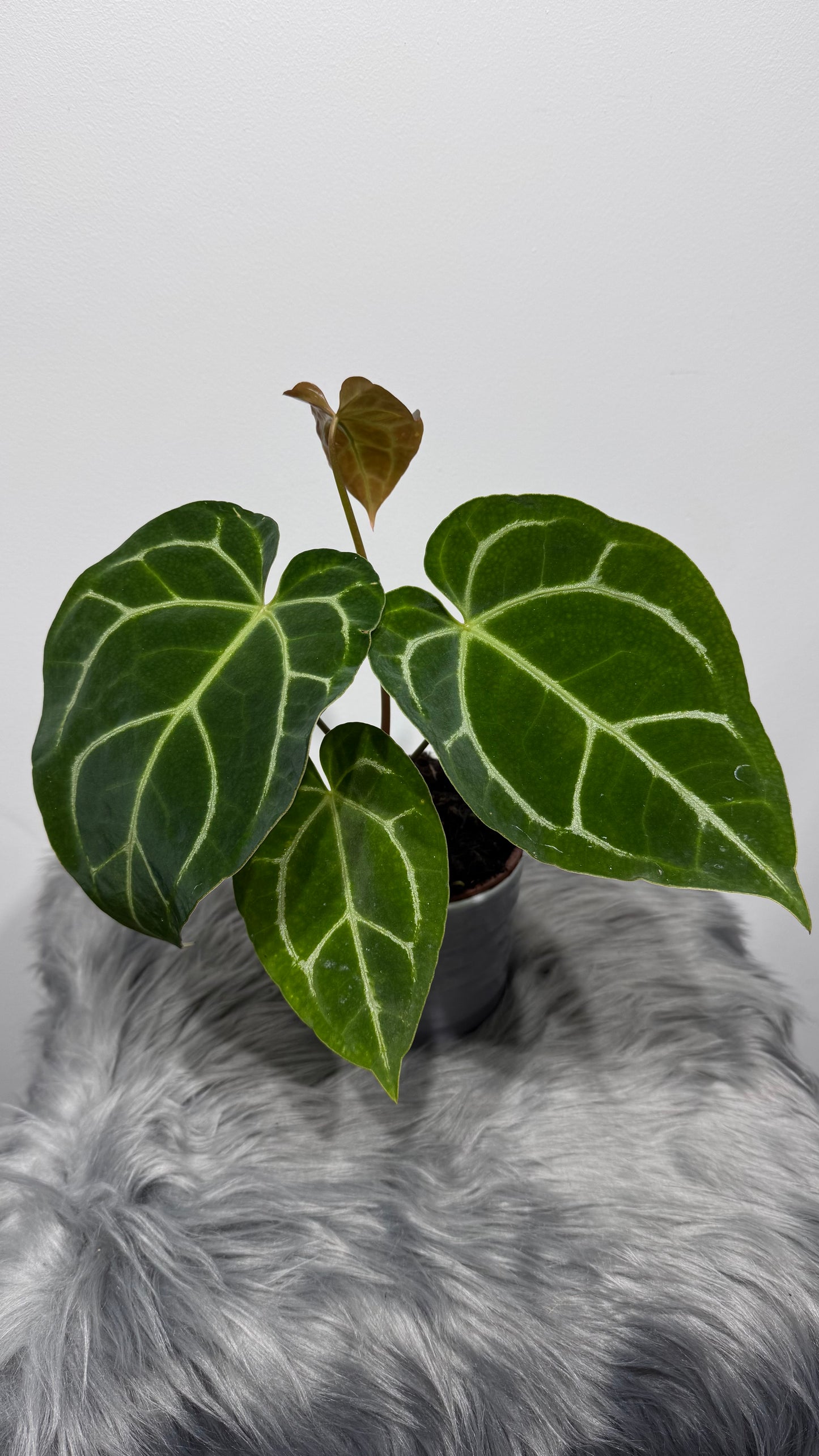Anthurium Forgetti