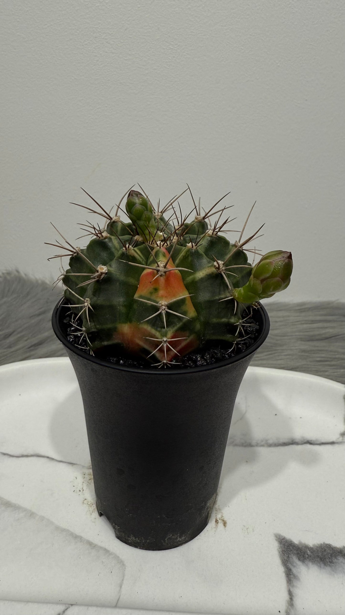 Gymnocalycium mihanovichii variegata