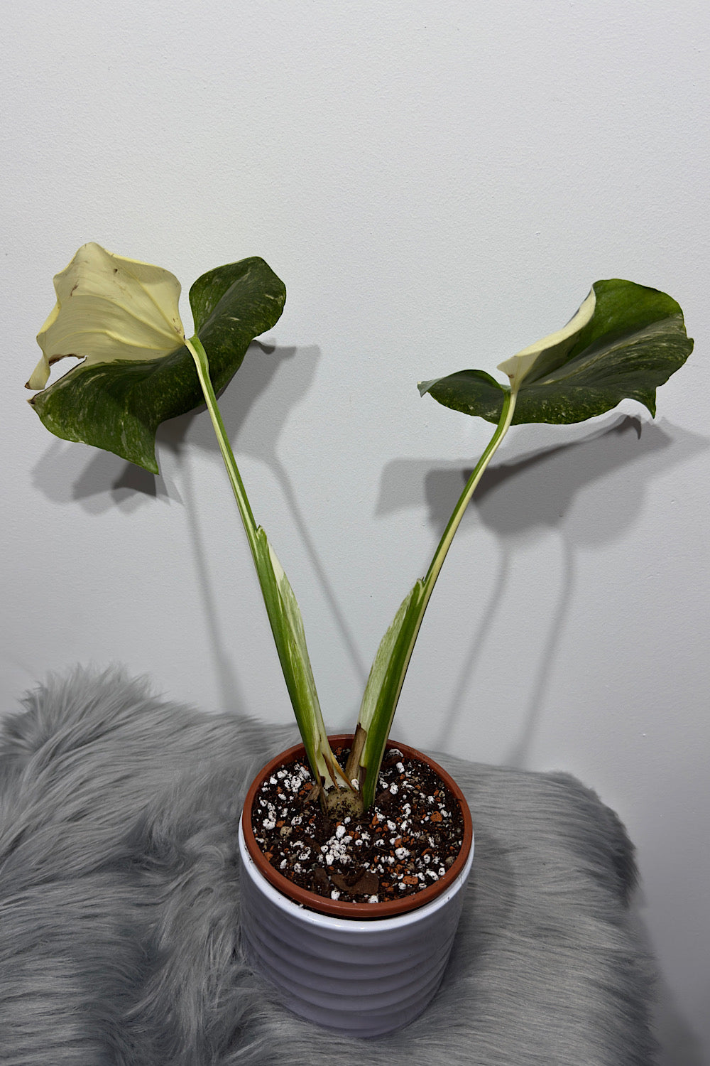 Monstera Thai Constellation 6 - www.augi-plants.lv