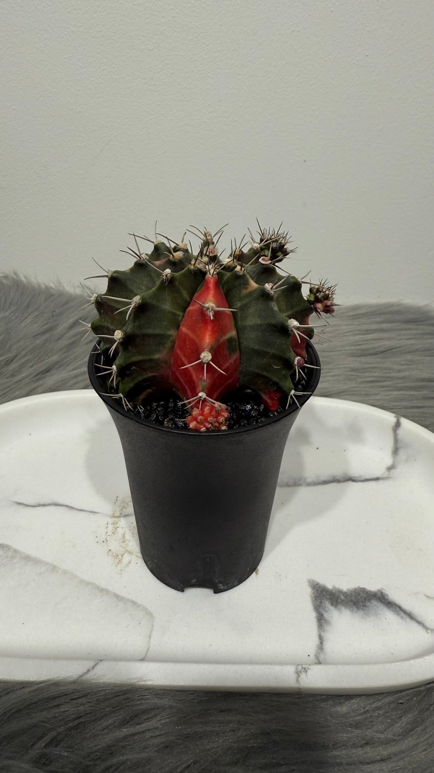 Gymnocalycium mihanovichii variegata