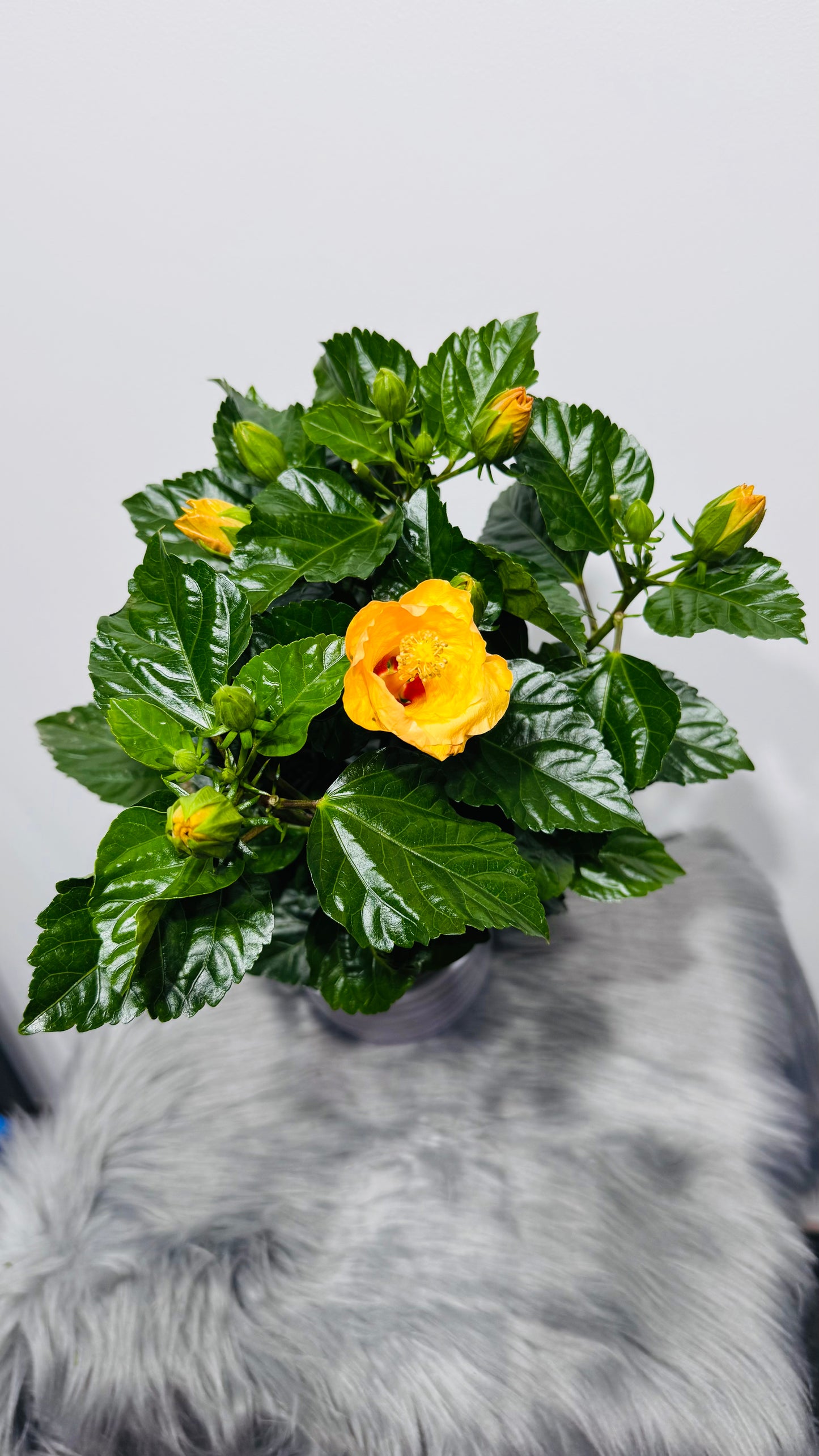Hibiscus orange