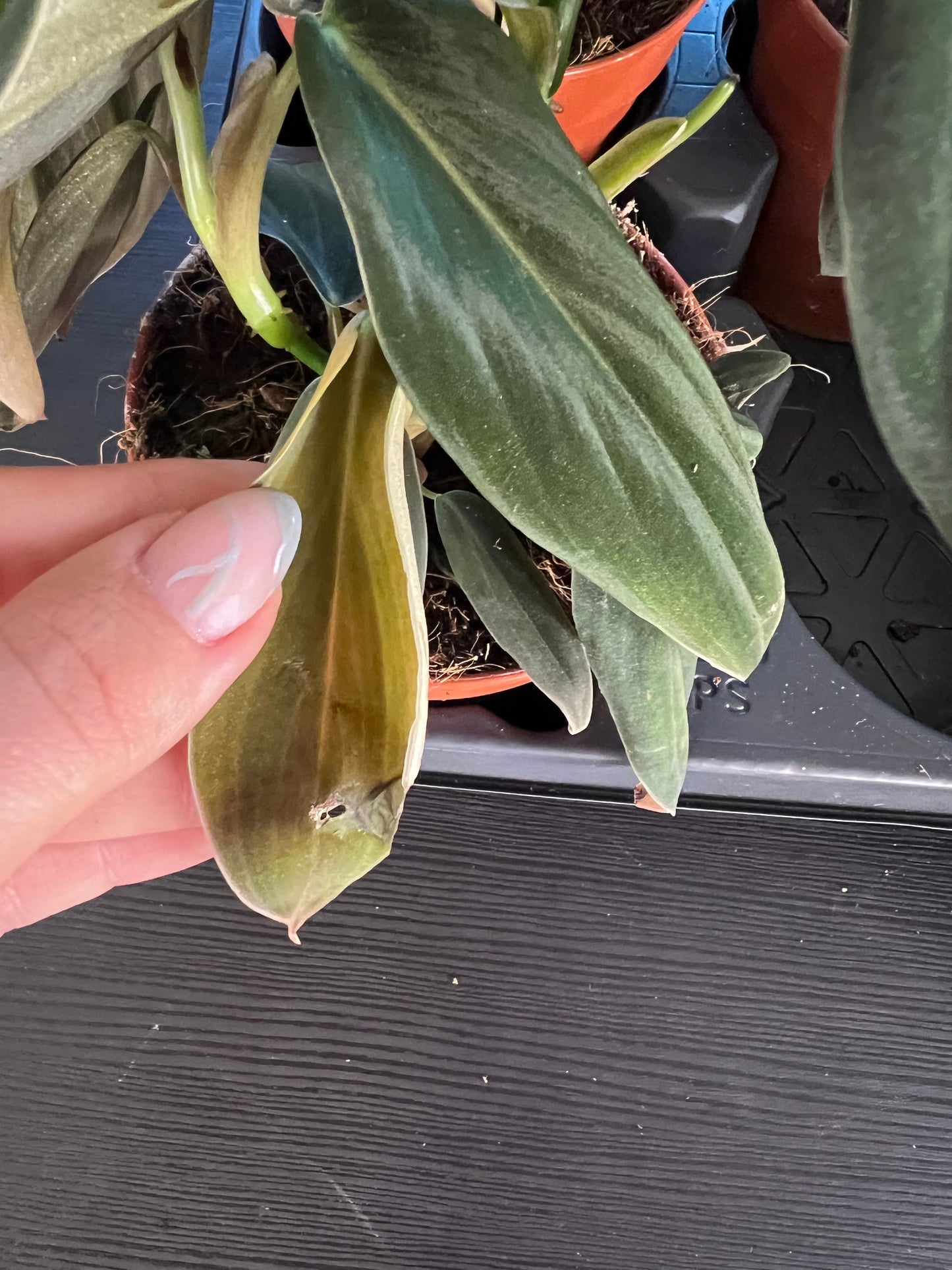 Philodendron gigas - www.augi-plants.lv