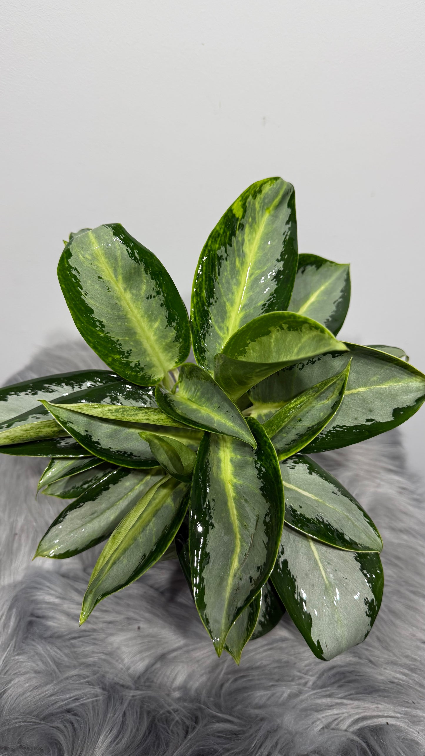 Aglaonema 6