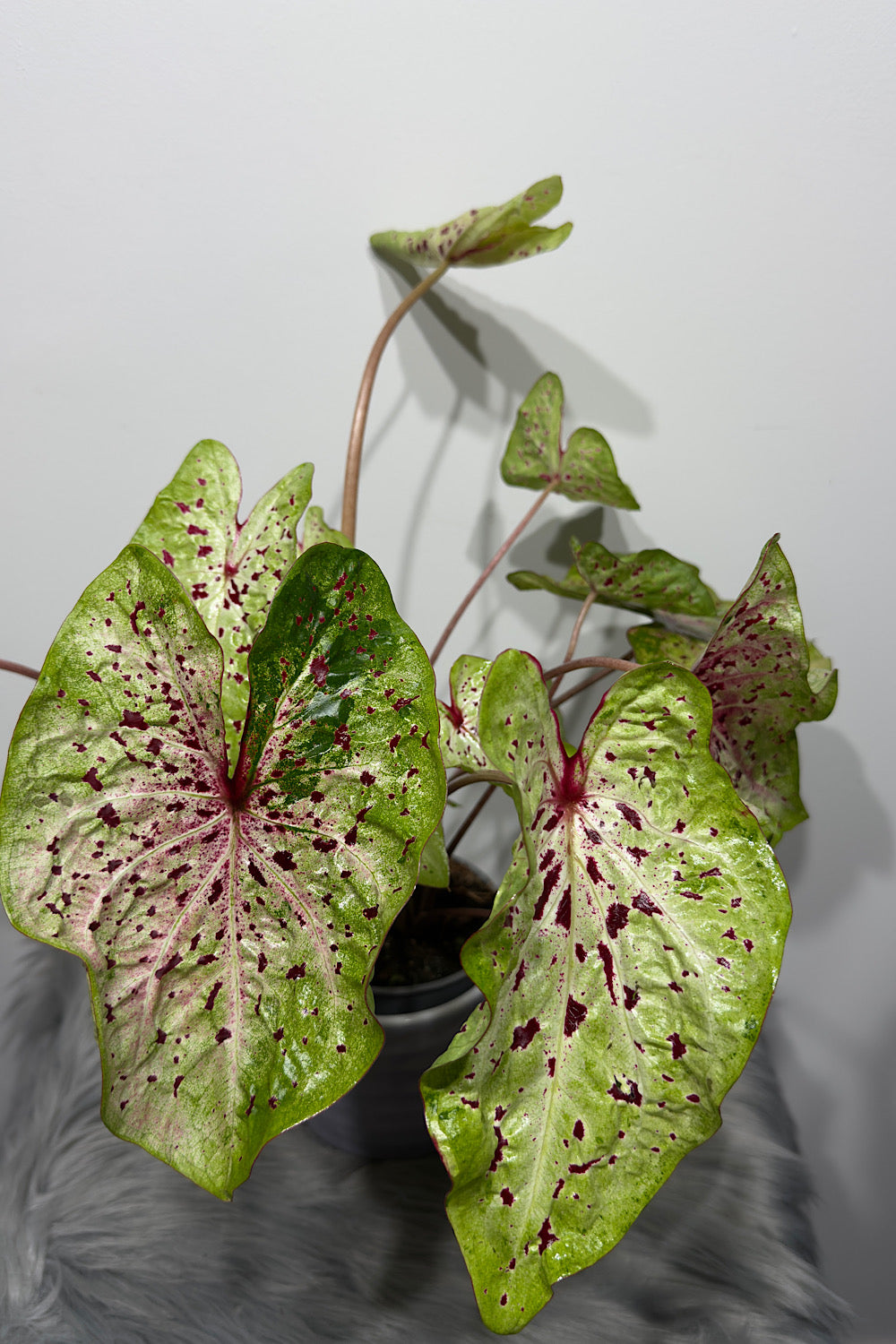 Caladium