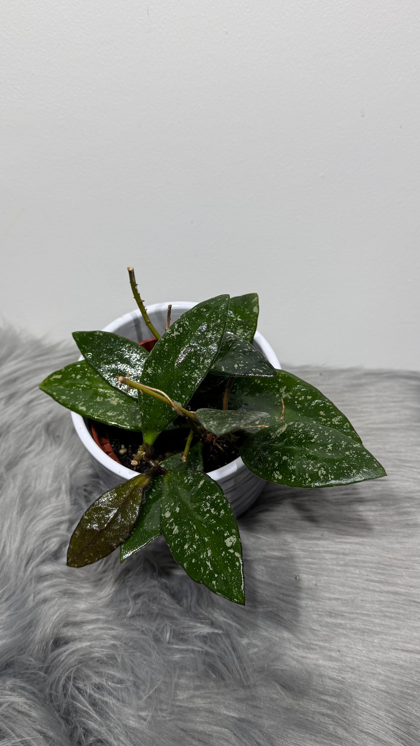 Hoya Rundumensis Splash