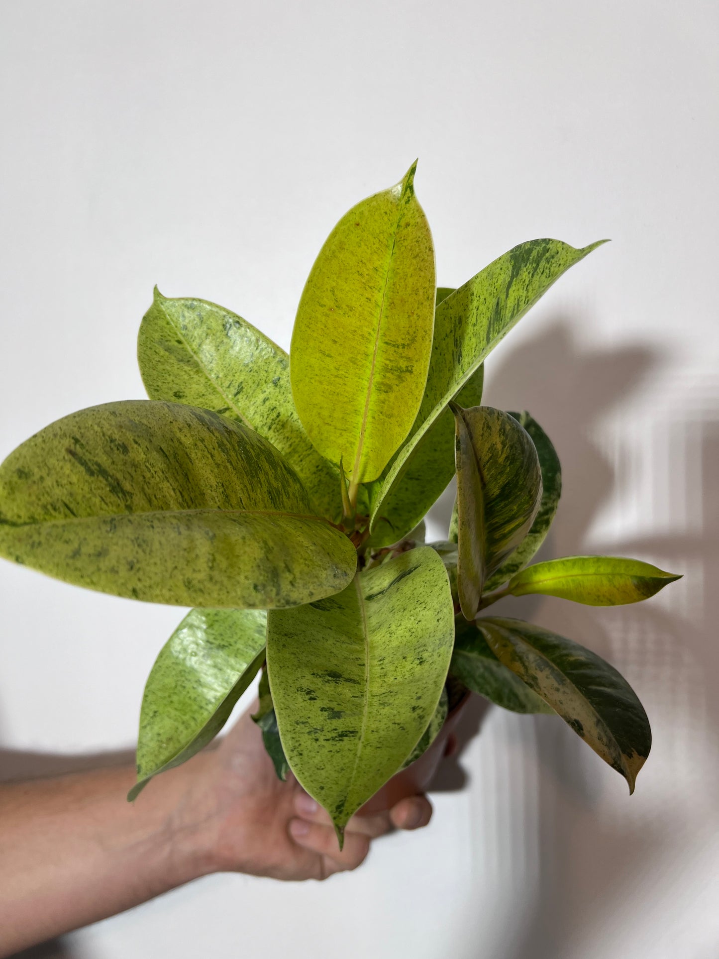 Ficus Schrijveriana