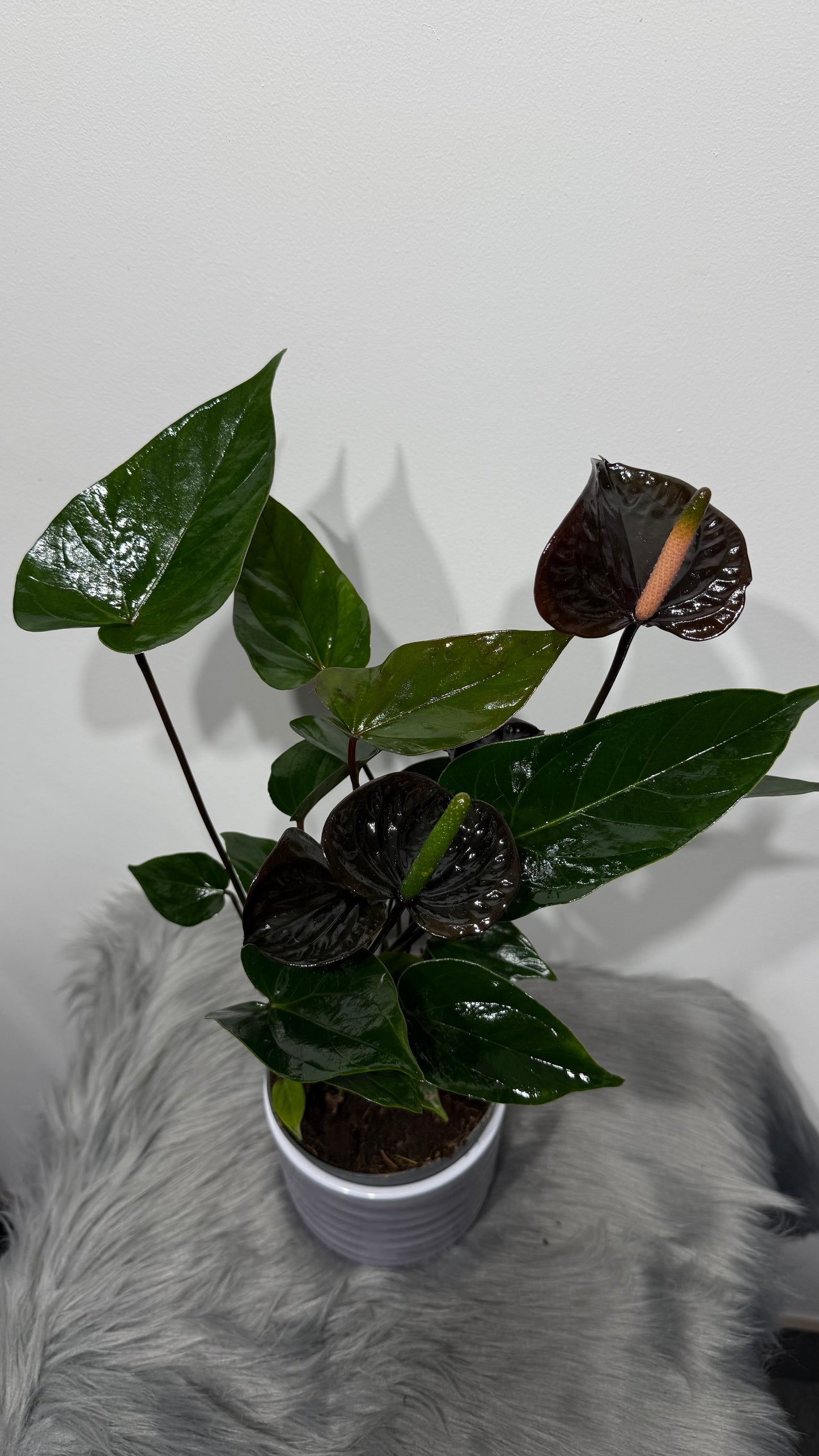 Anthurium Brown