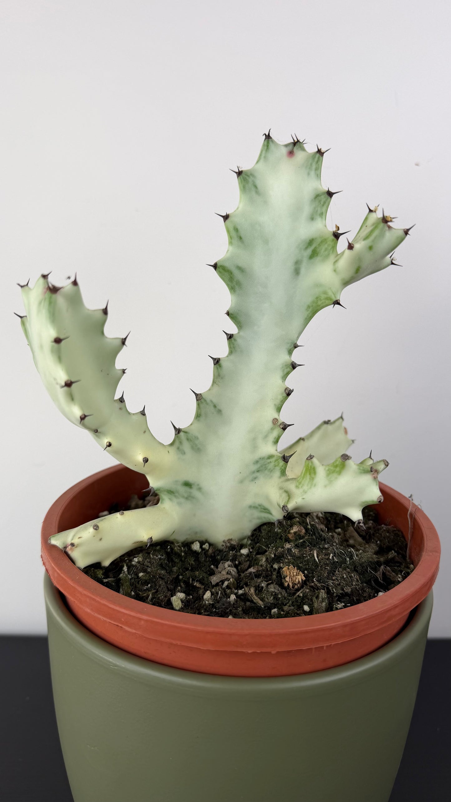 Euphorbia Lactea White Ghost
