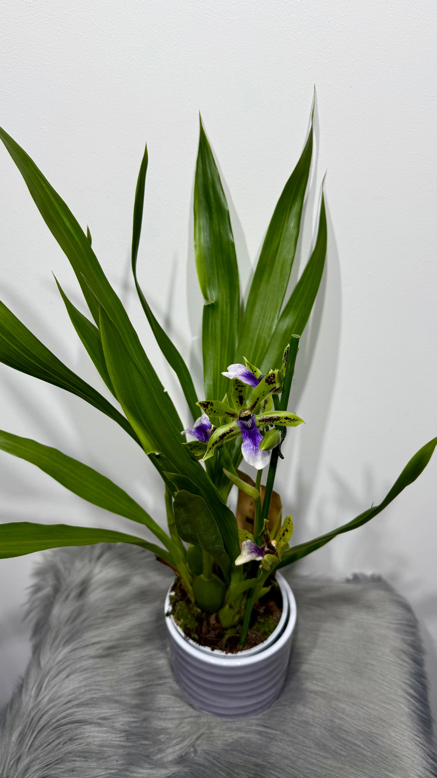 Orhideja Zygopetalum Louisendorf 2 SMARŽO!