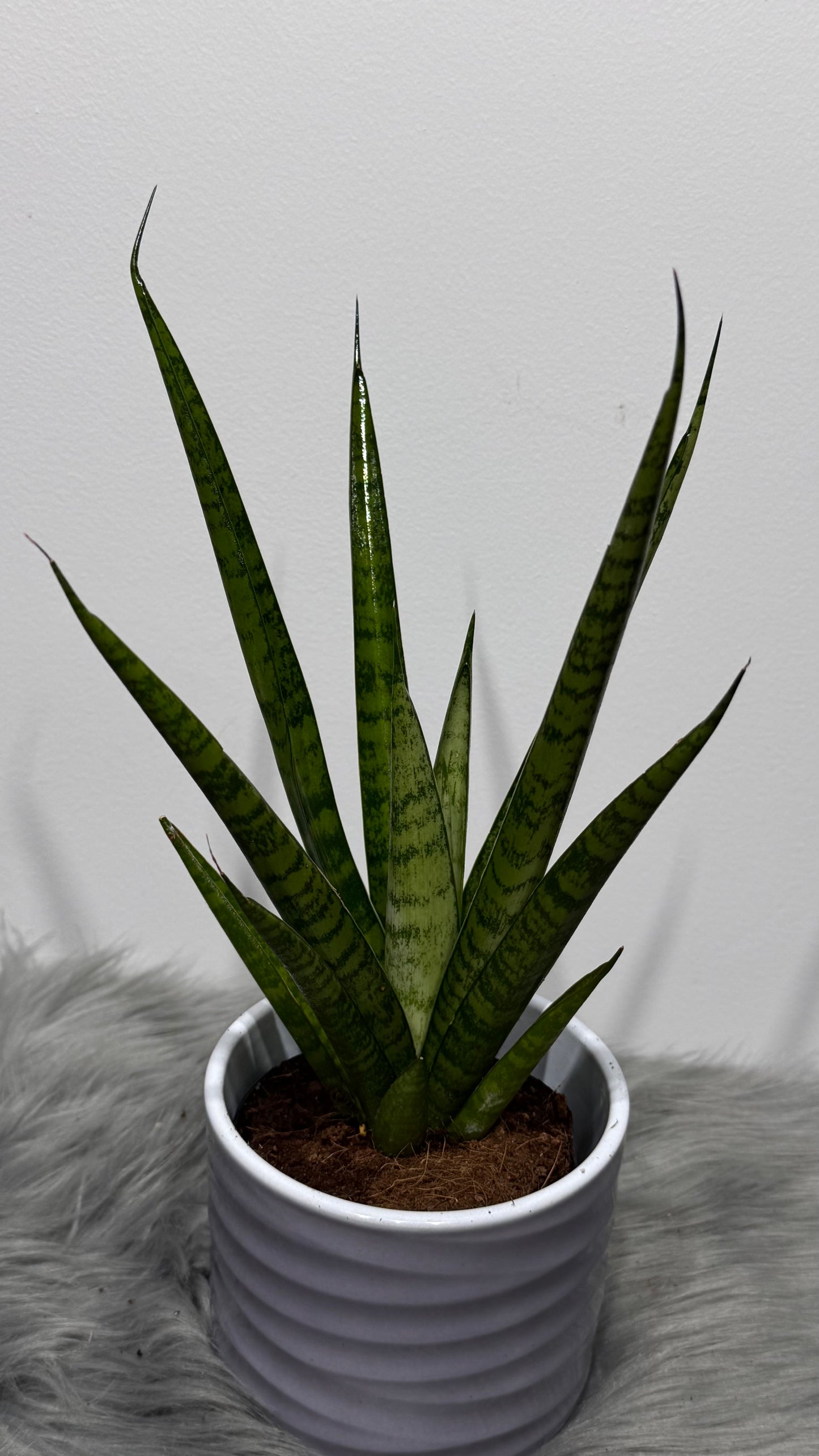 Sansevieria 2