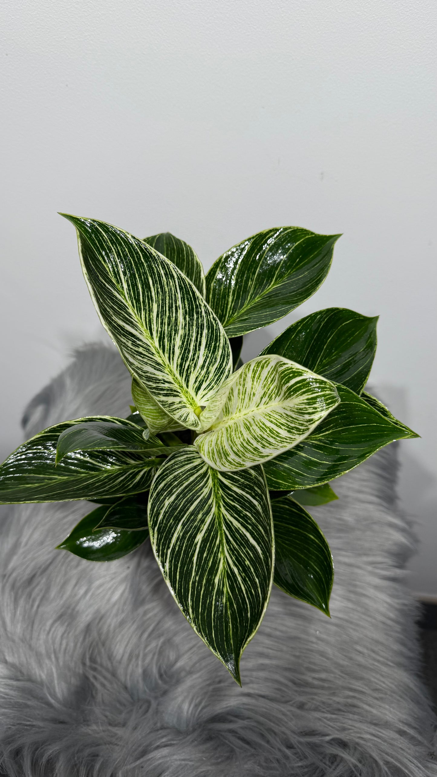 Philodendron Birkin