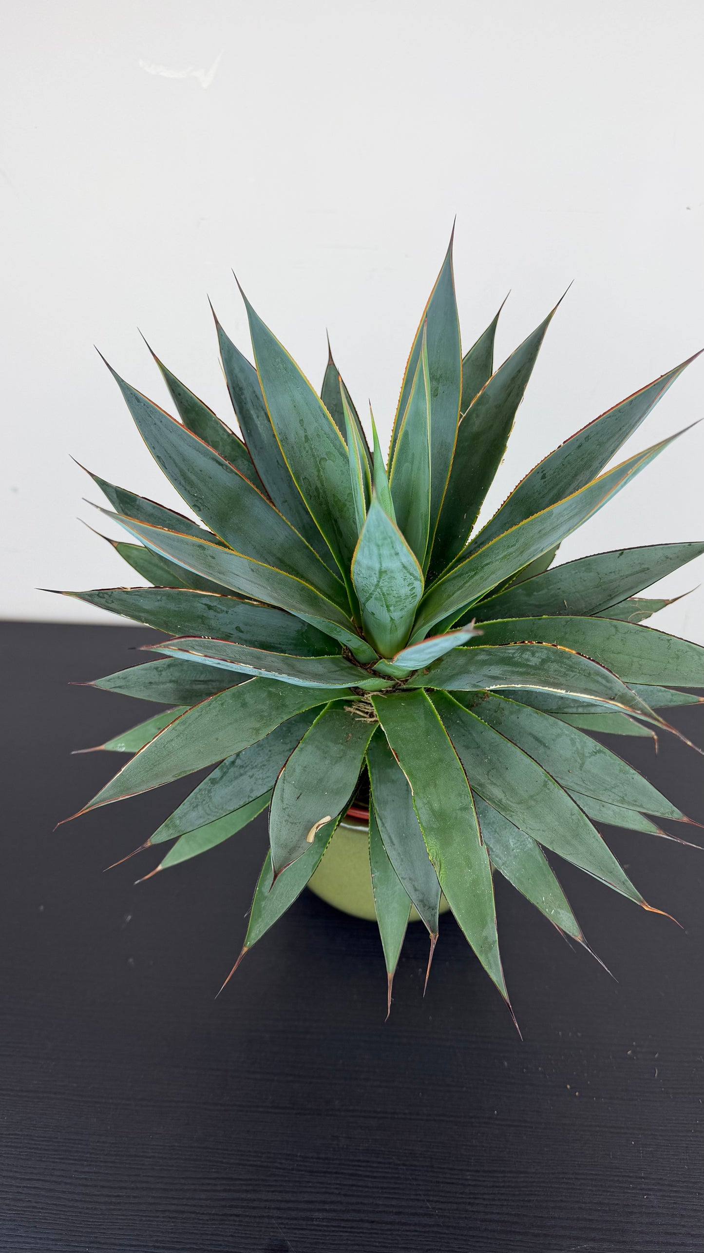 Agave Shaka Zulu