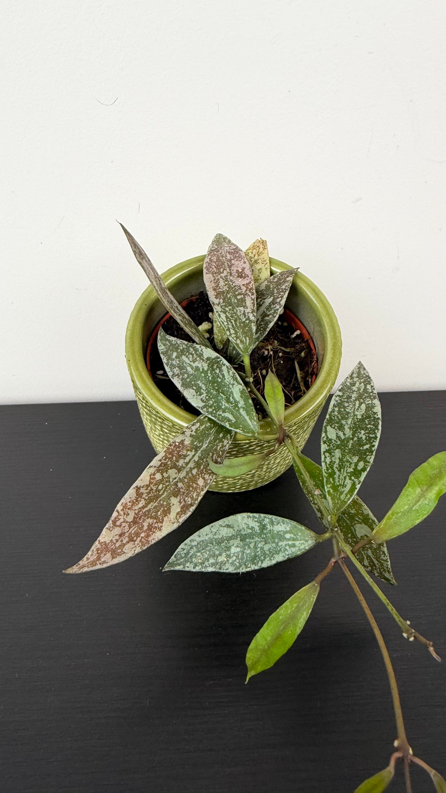 Hoya lacunosa sp Laos