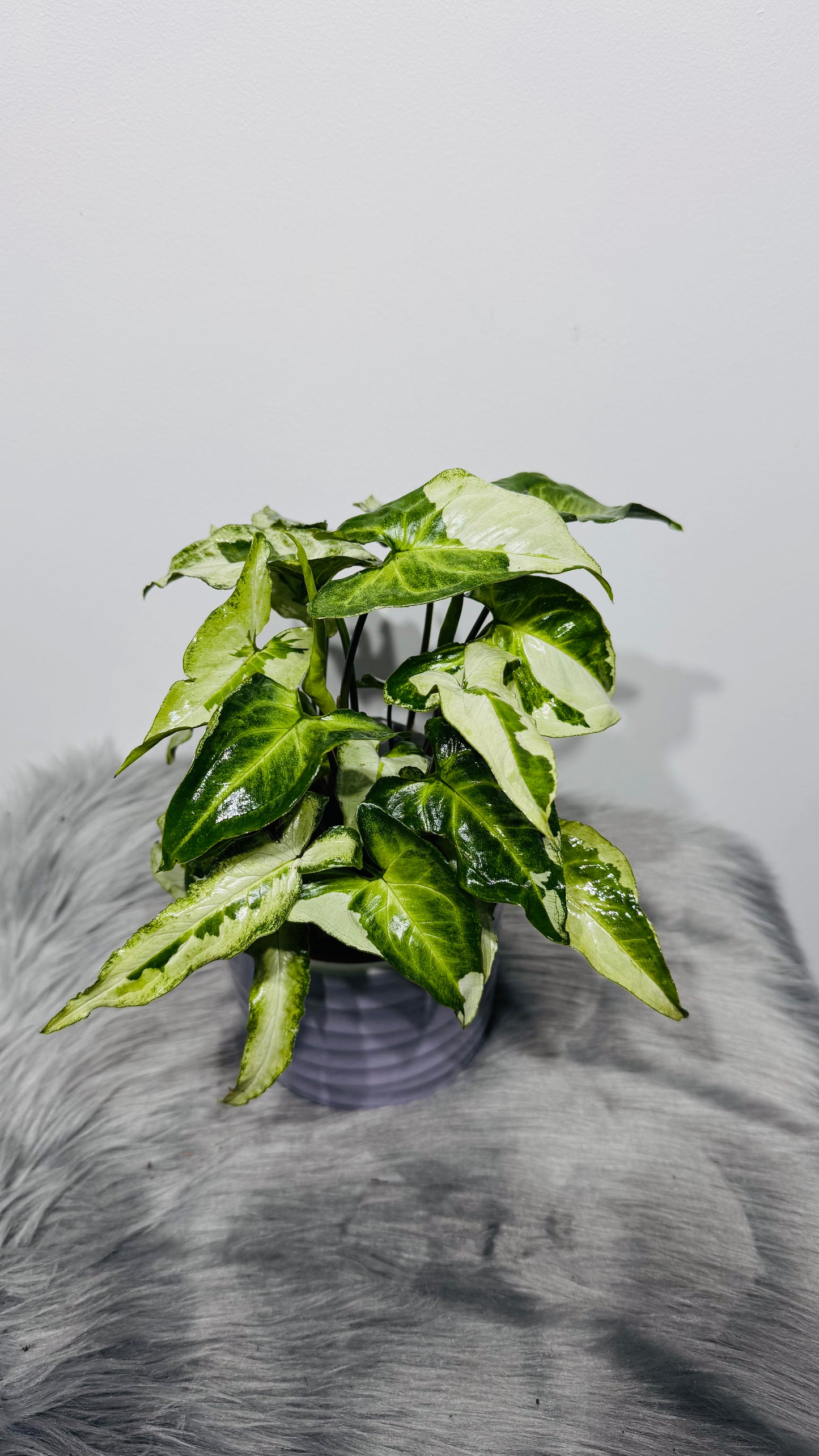 Syngonium Three Kings