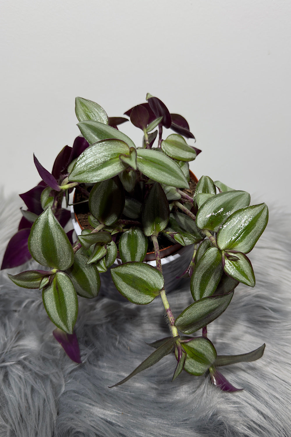 Tradescantia Zebrina - www.augi-plants.lv