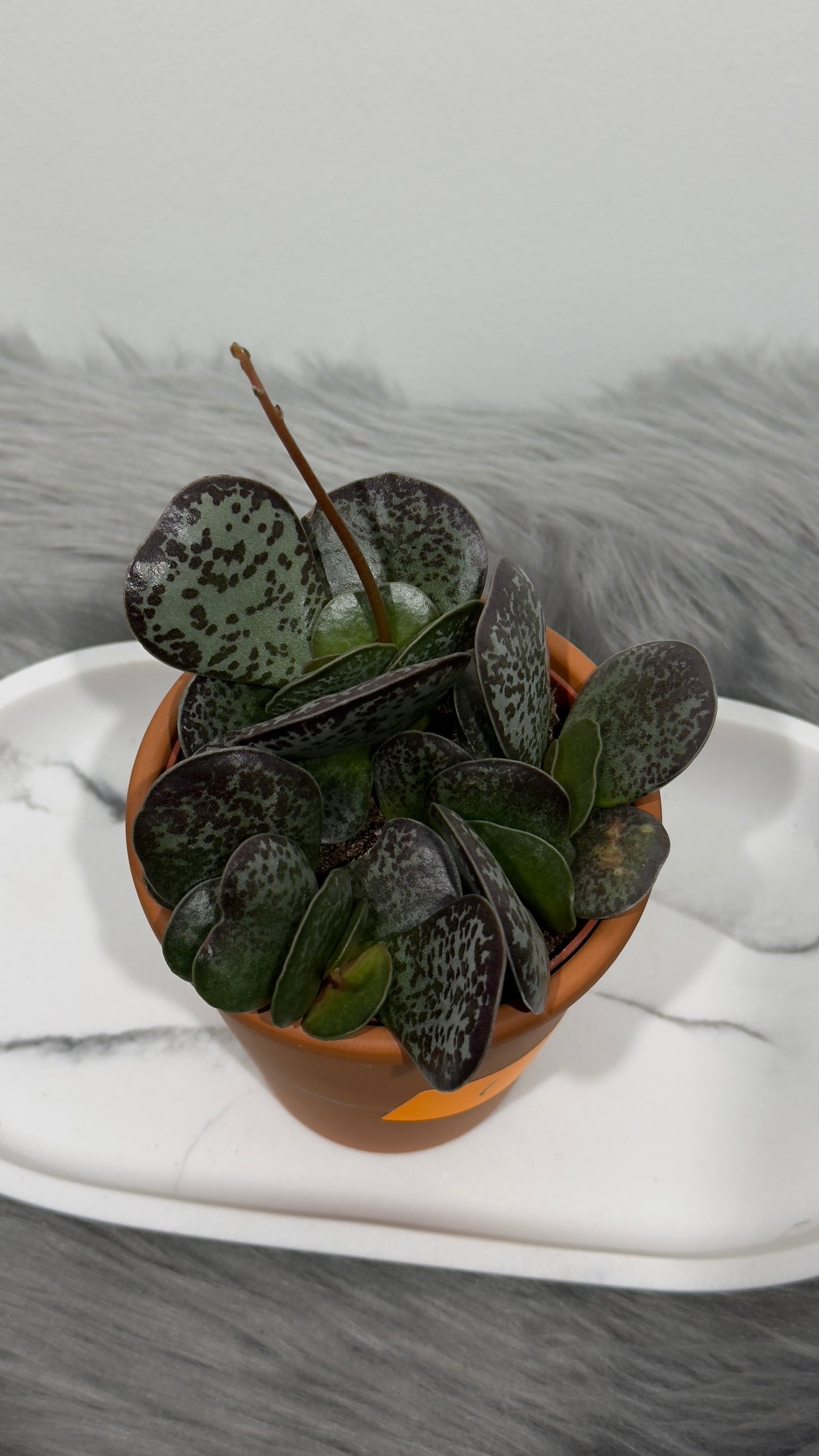 Adromischus 1 - www.augi-plants.lv