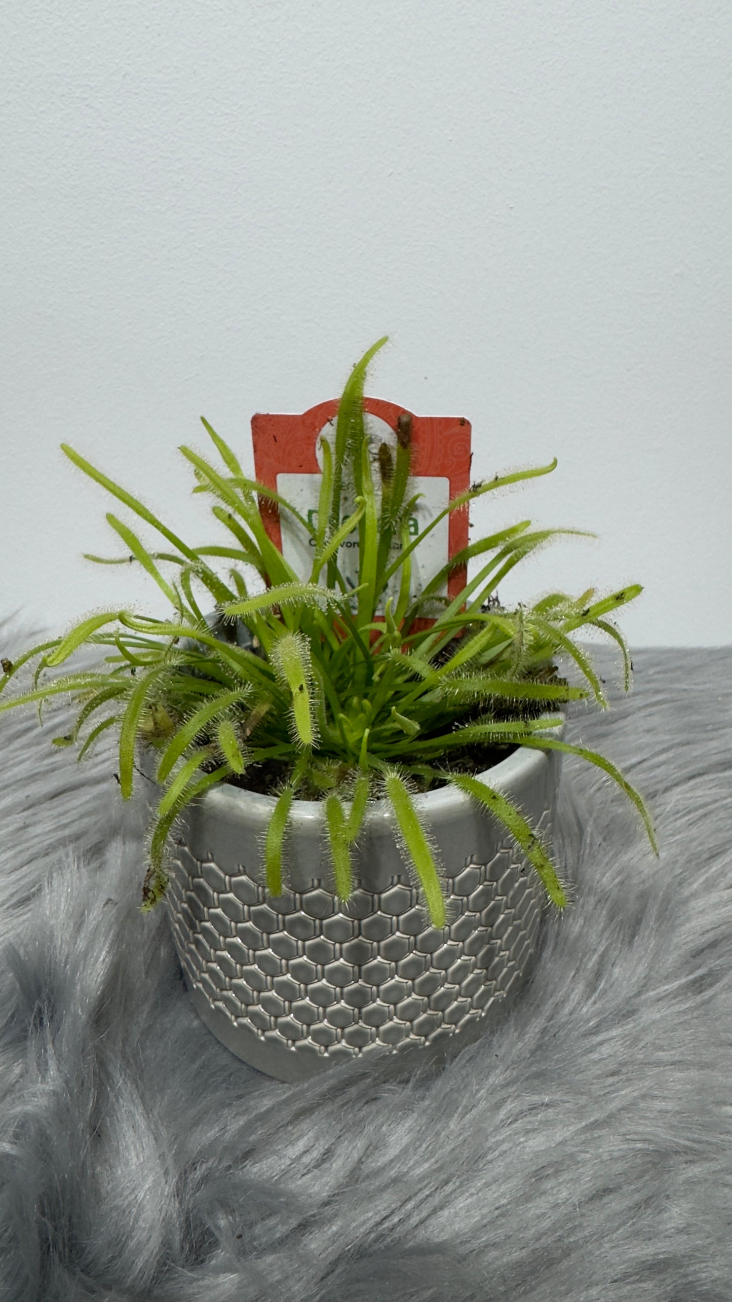 Mušķērājs Drosera - www.augi-plants.lv