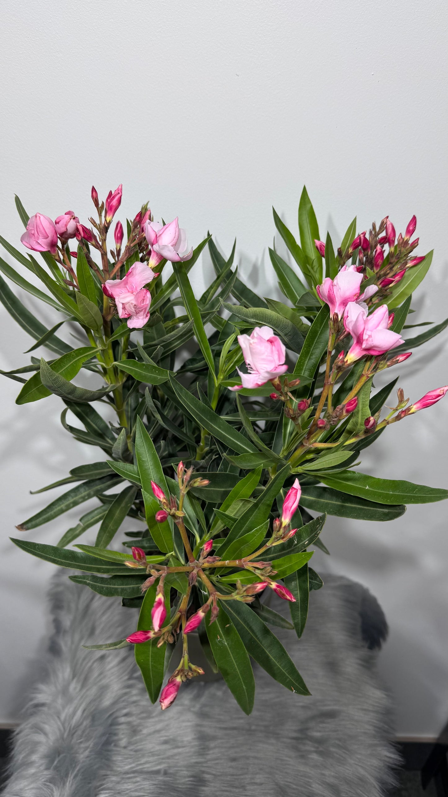 Oleander