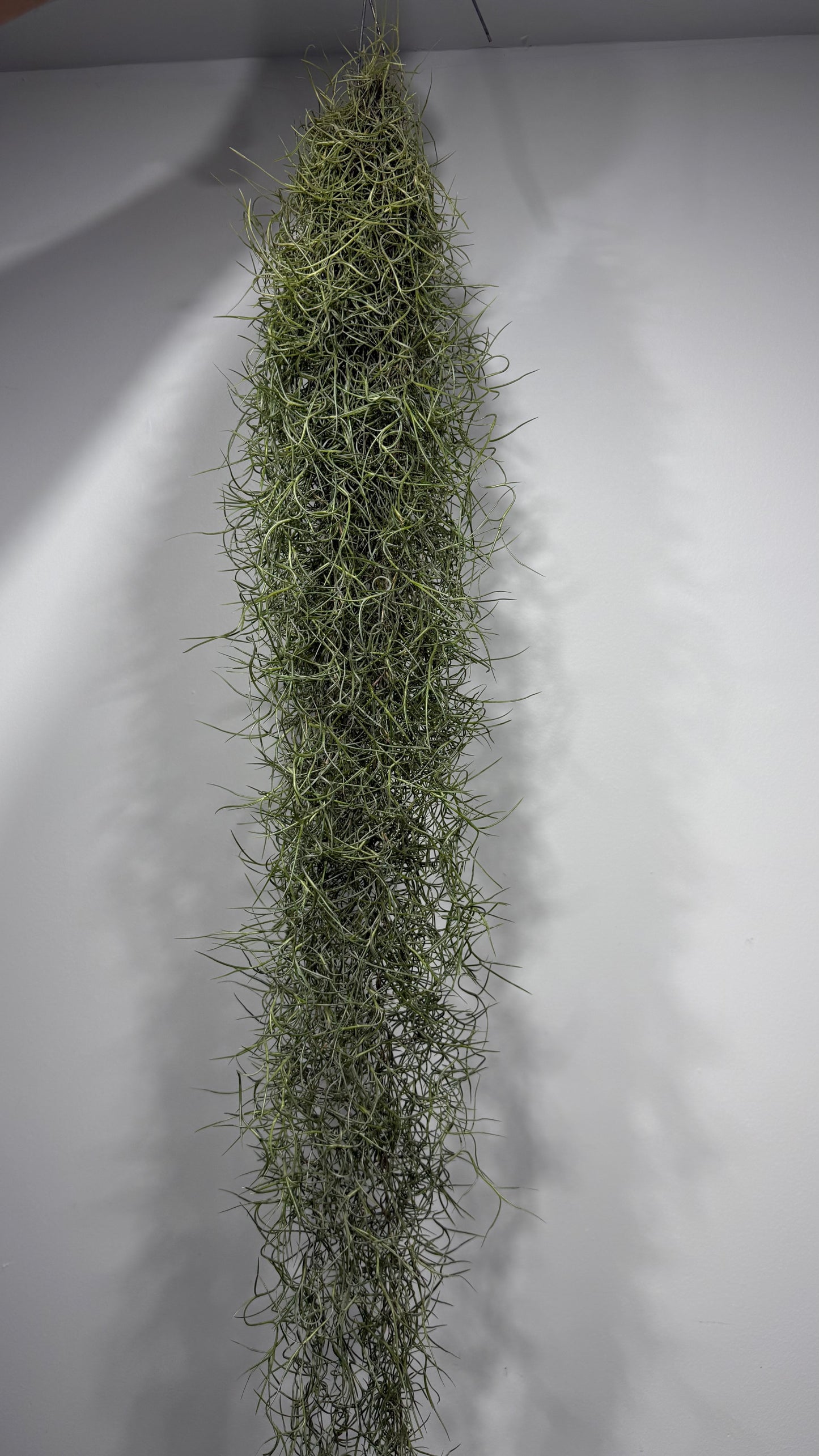 Gaisa augs Tillandsia Usneoides Air plant