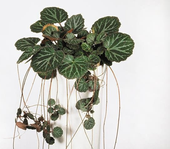 Saxifraga Stolonifera - www.augi-plants.lv