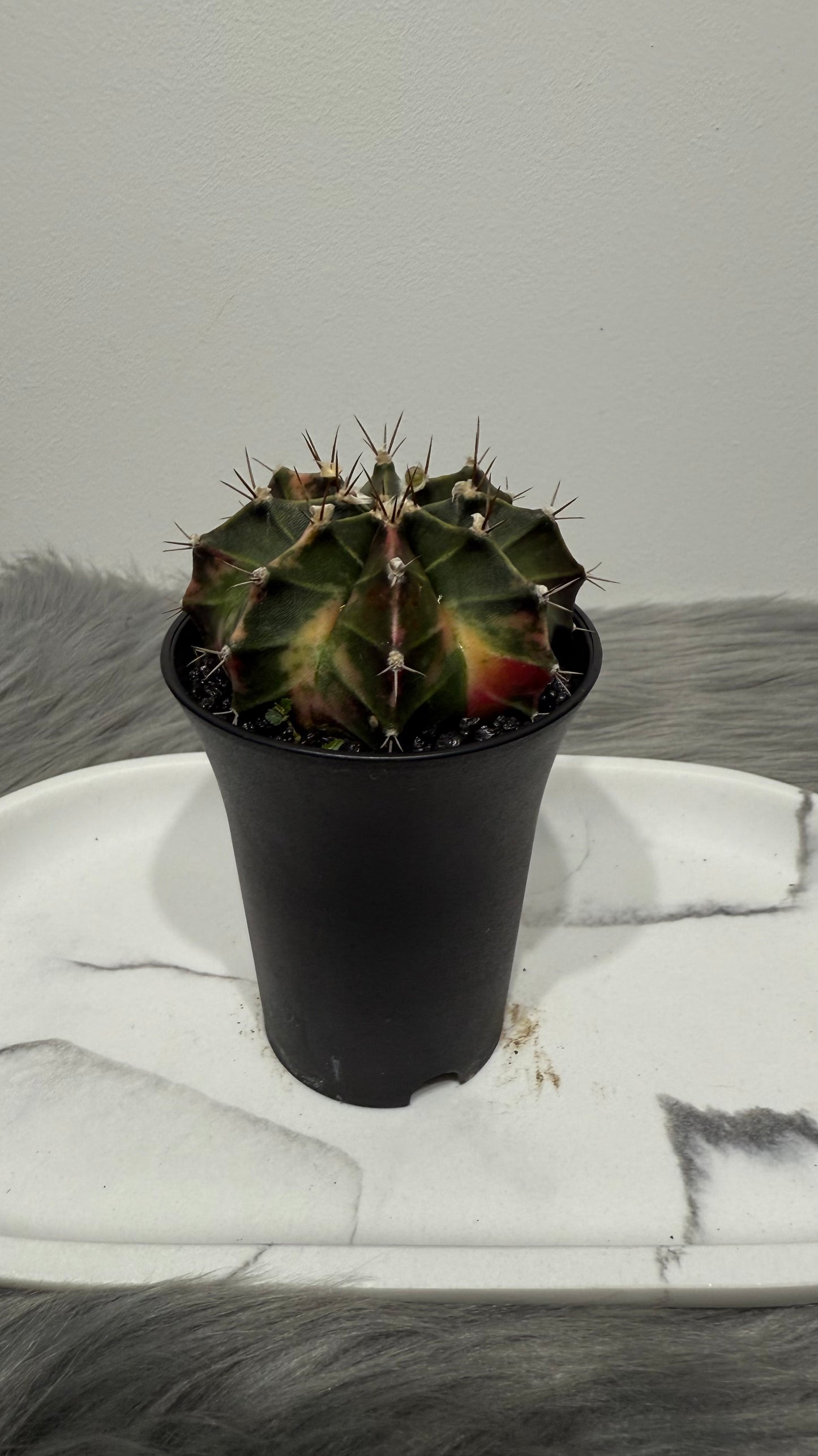 Gymnocalycium mihanovichii variegata