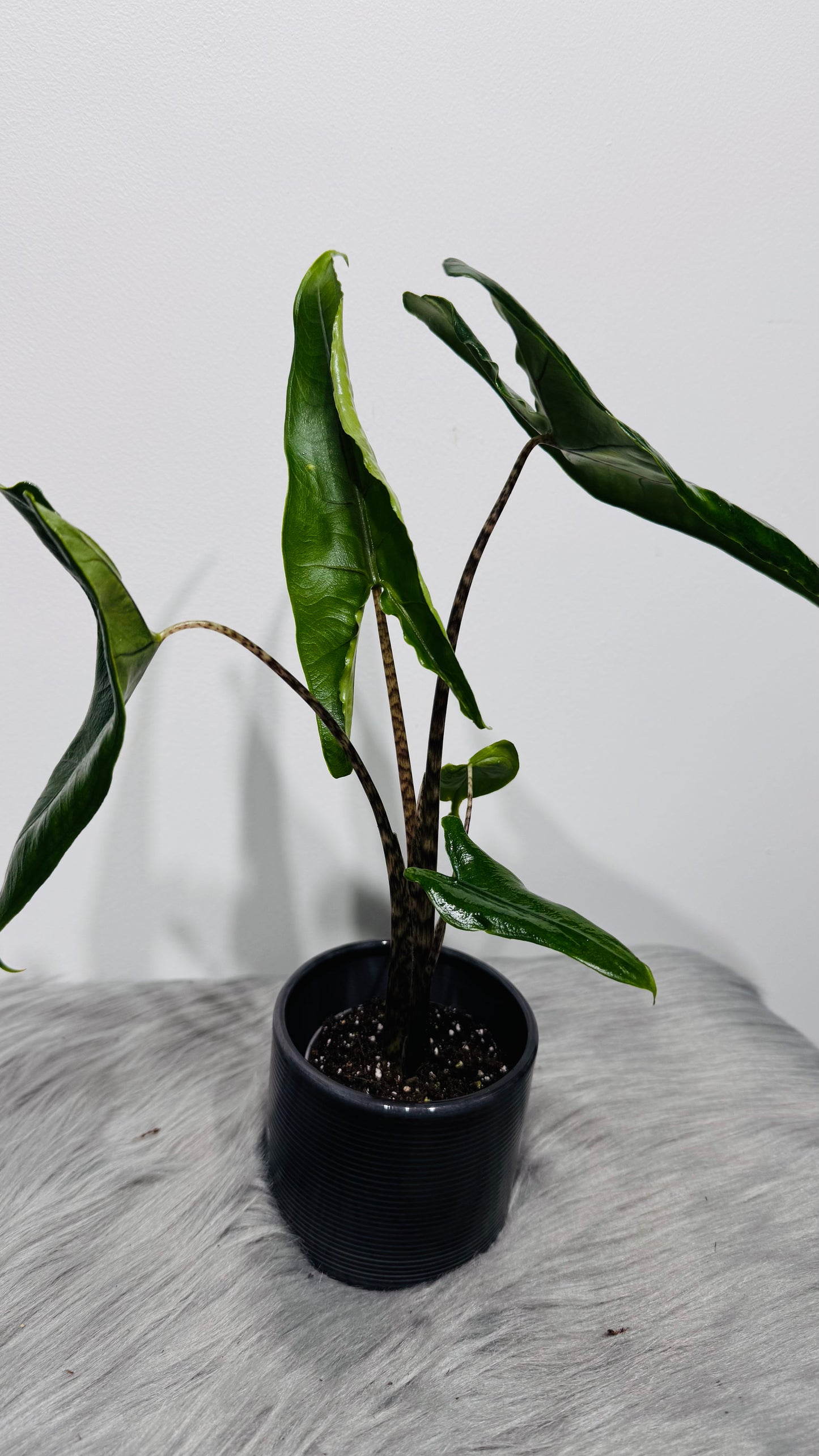 Alocasia Zebrina