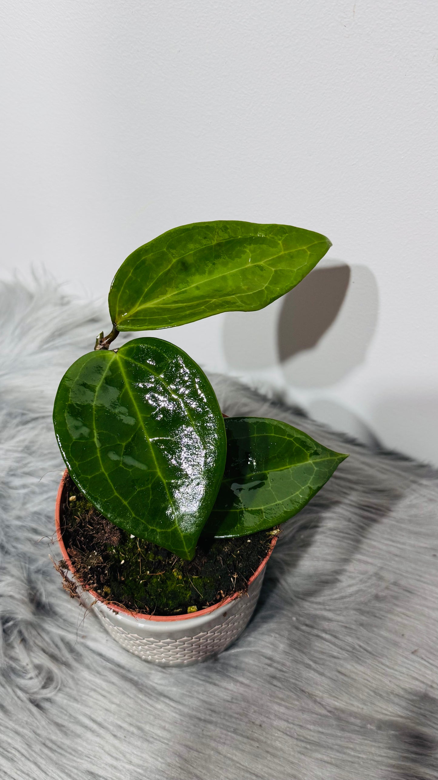 Hoya latifolia Green