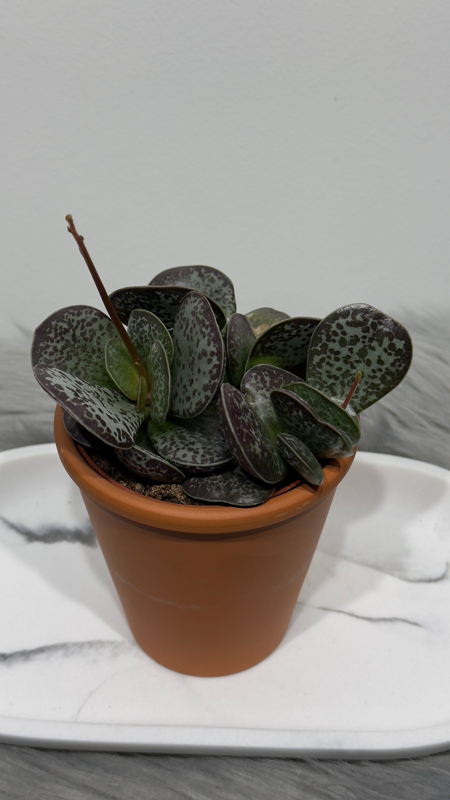 Adromischus 1 - www.augi-plants.lv