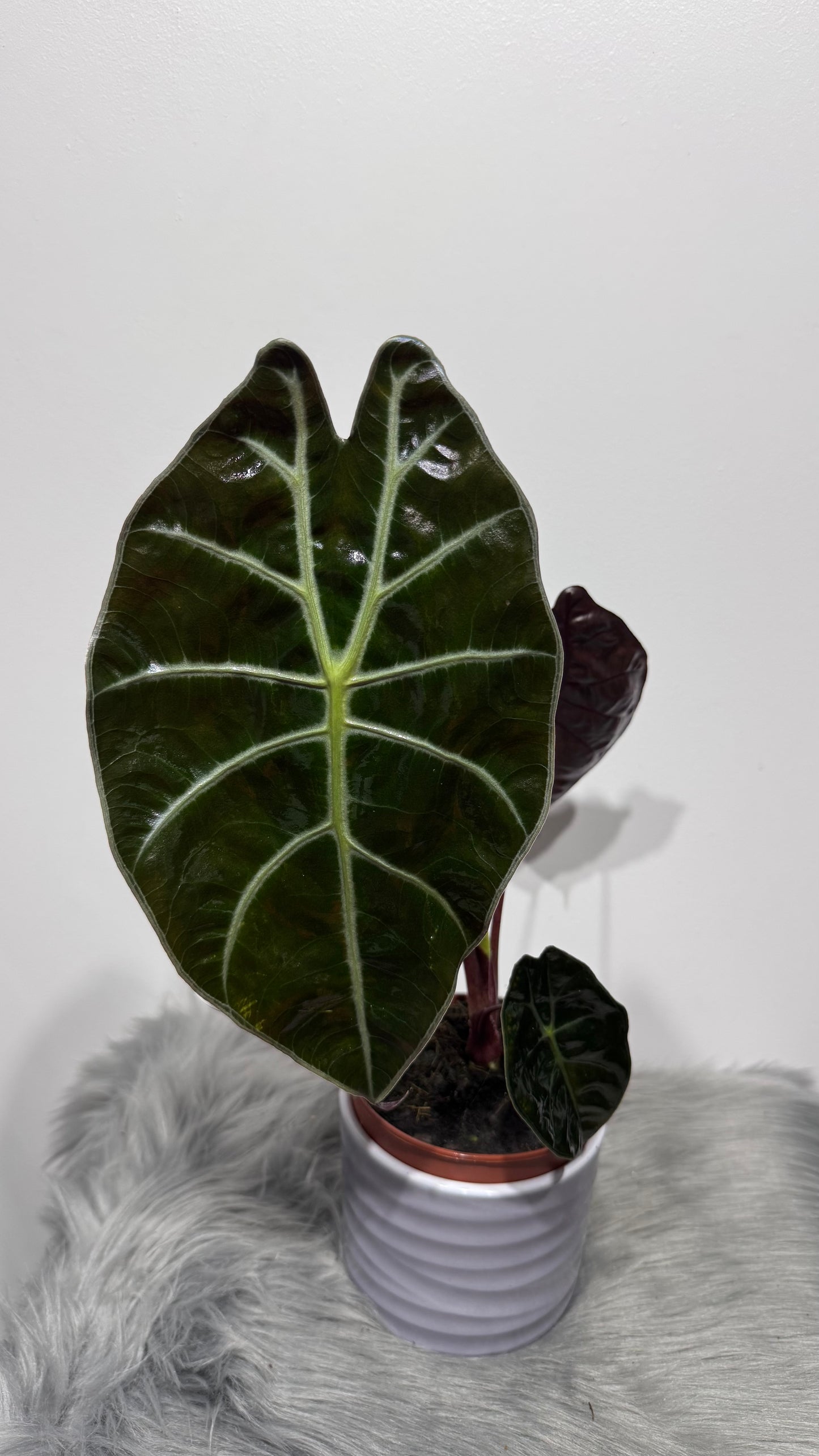 Alocasia 2