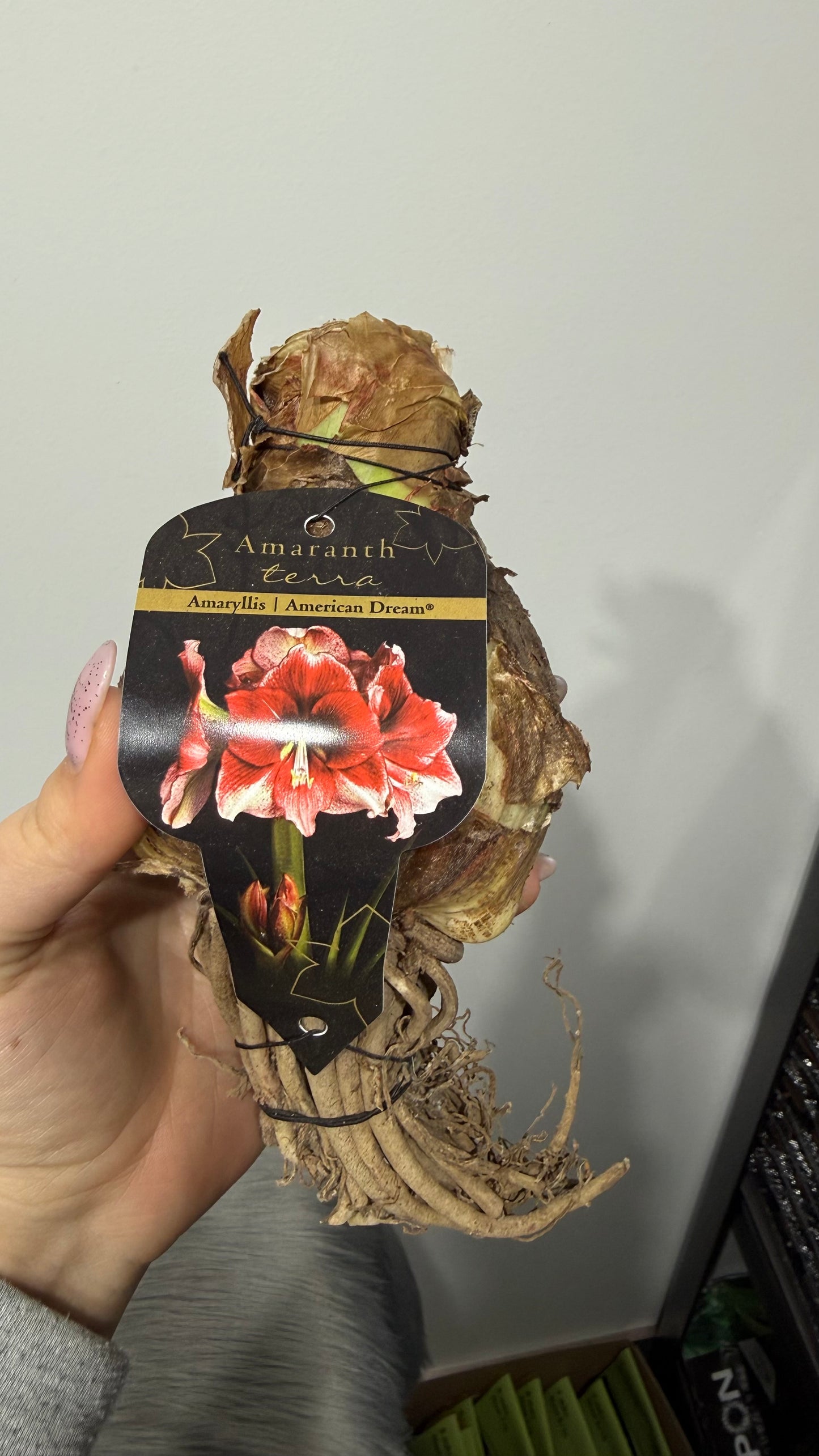 Hippeastrum American Dream