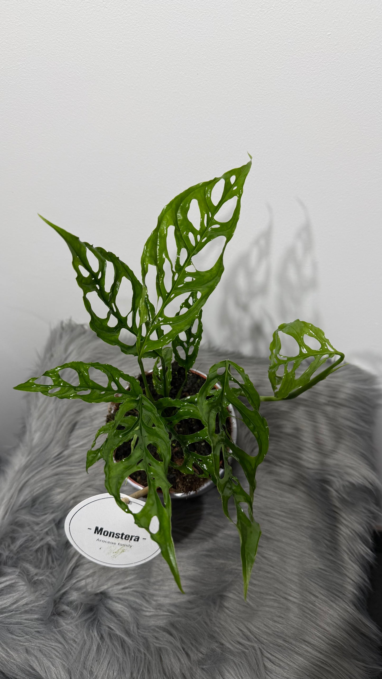 Monstera Obliqua Peru