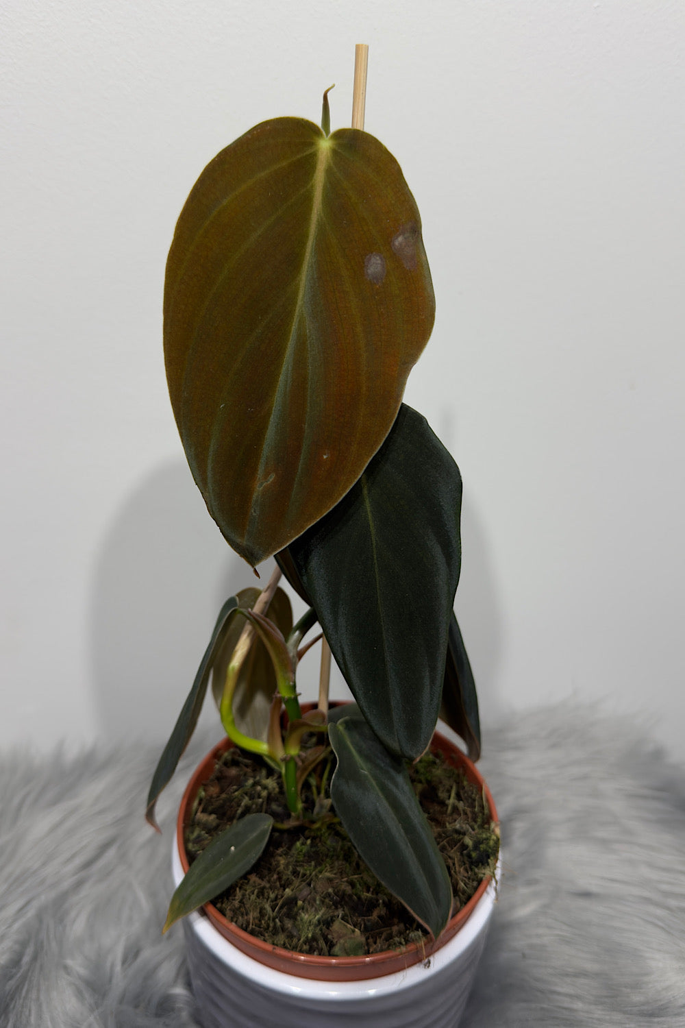 Philodendron gigas - www.augi-plants.lv