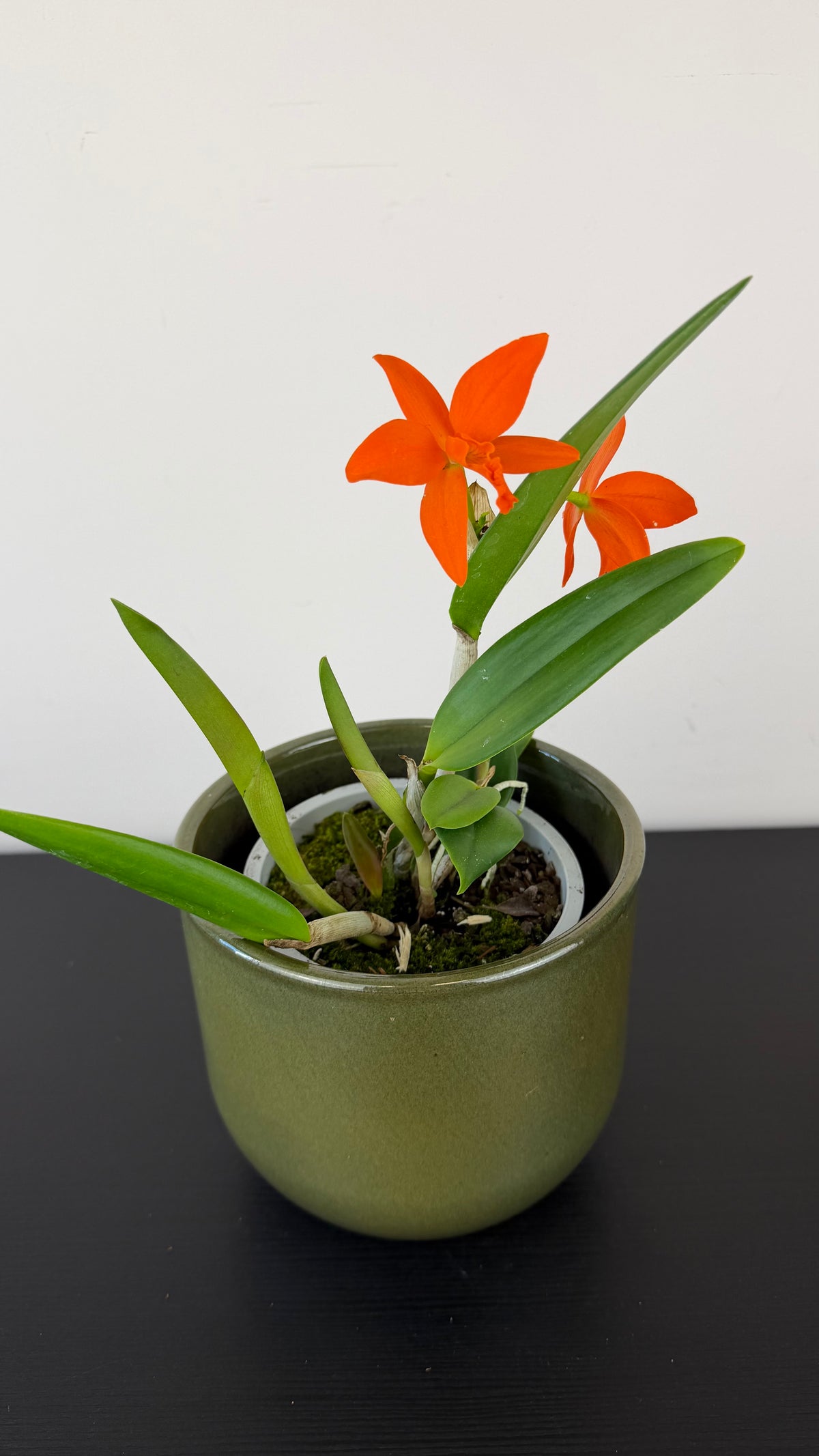 Cattleya 4