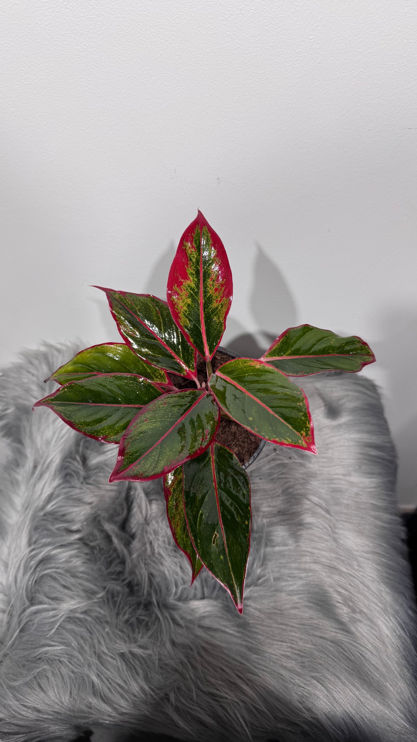 Aglaonema Siam Red Aurora