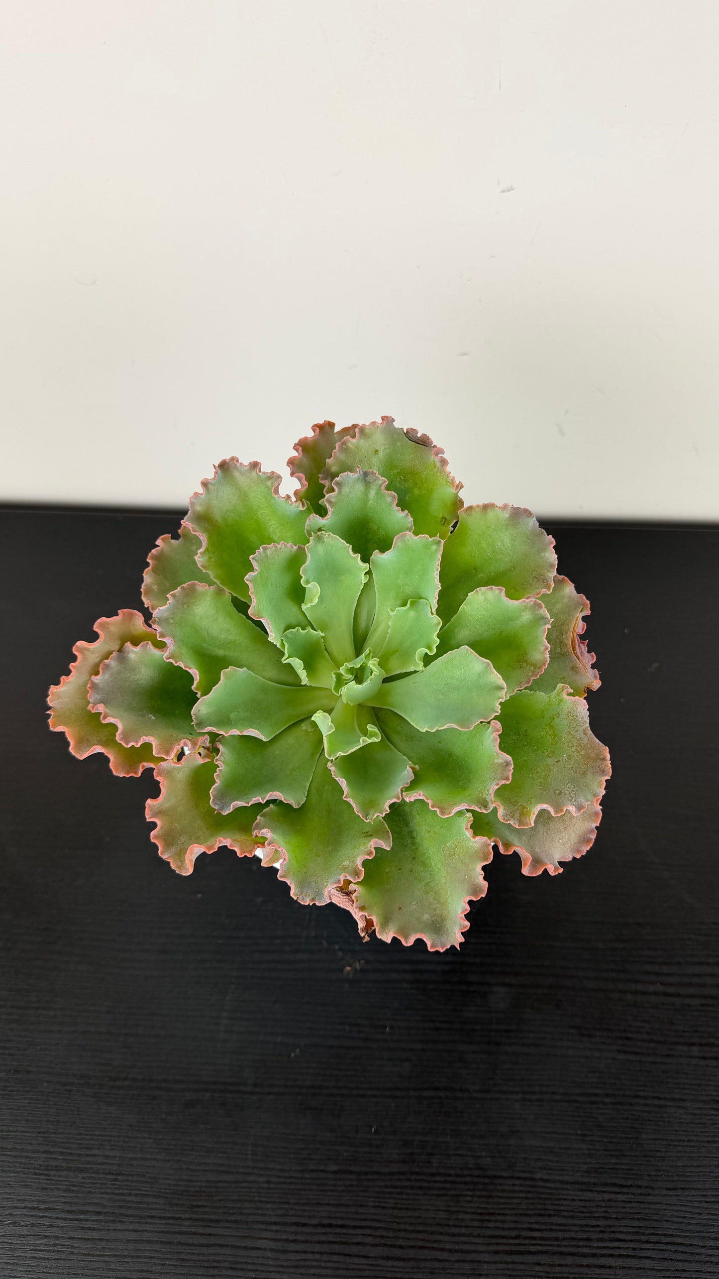 Echeveria Shaviana
