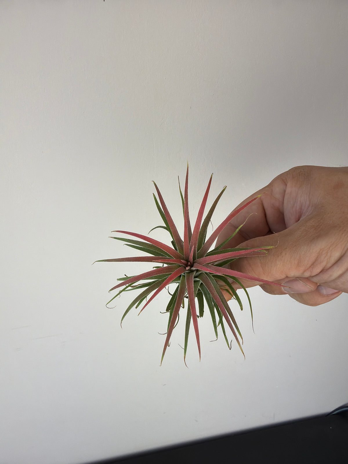 Tillandsia Air plant 10