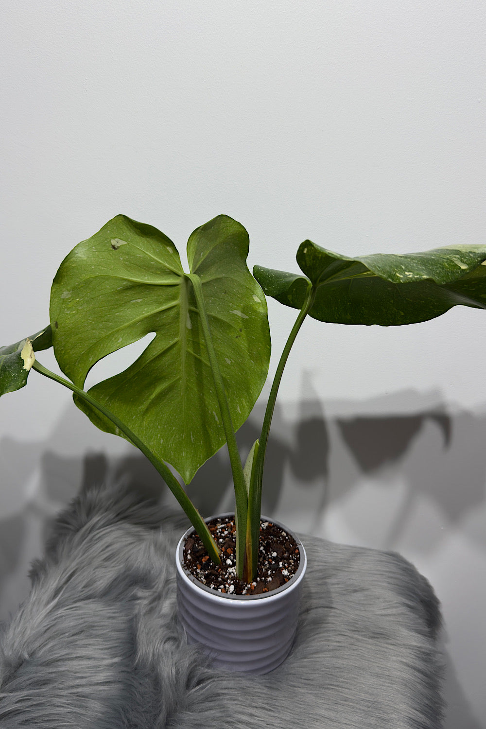 Monstera Thai Constellation 7 - www.augi-plants.lv