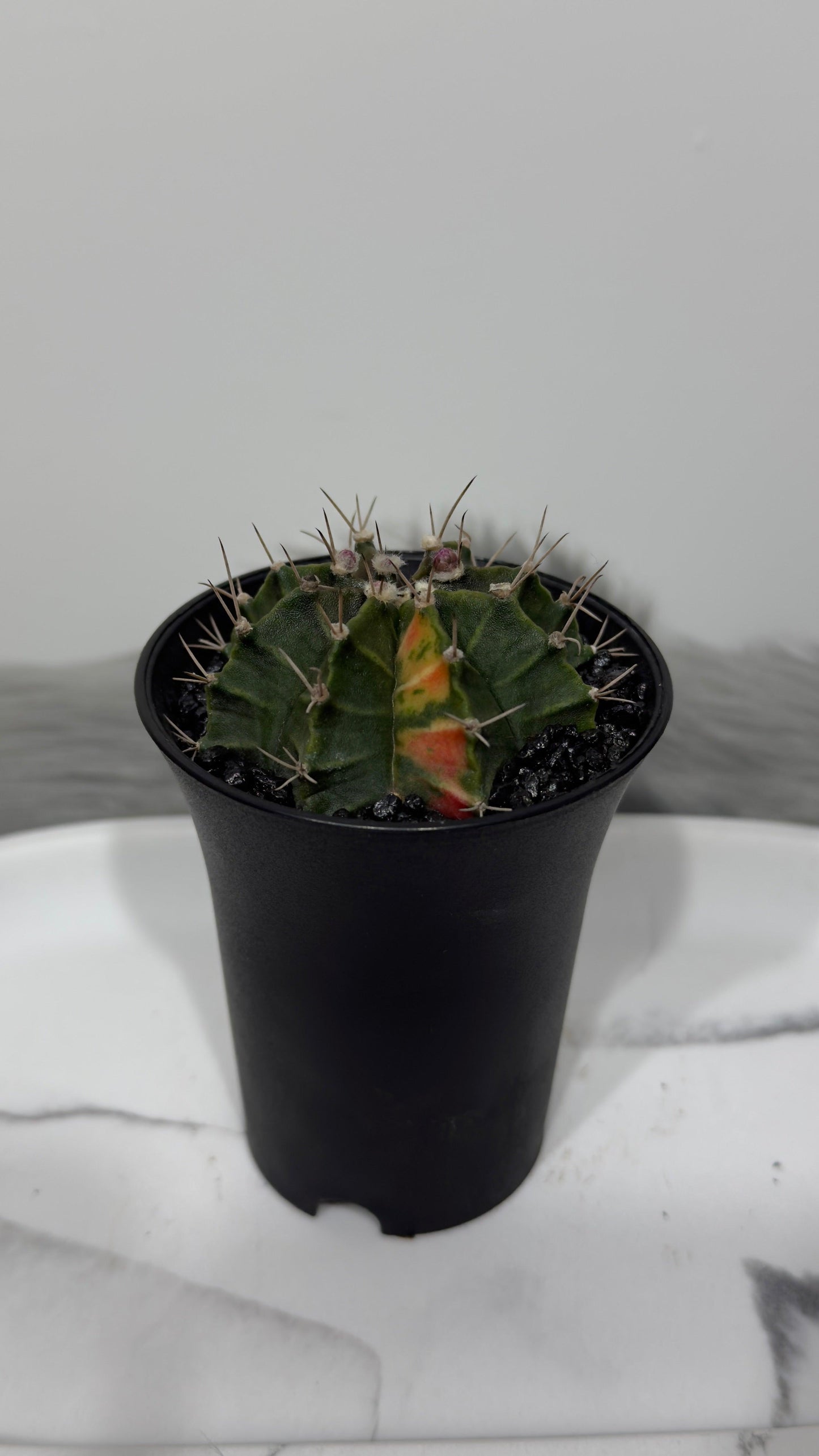 Gymnocalycium mihanovichii variegata - www.augi-plants.lv
