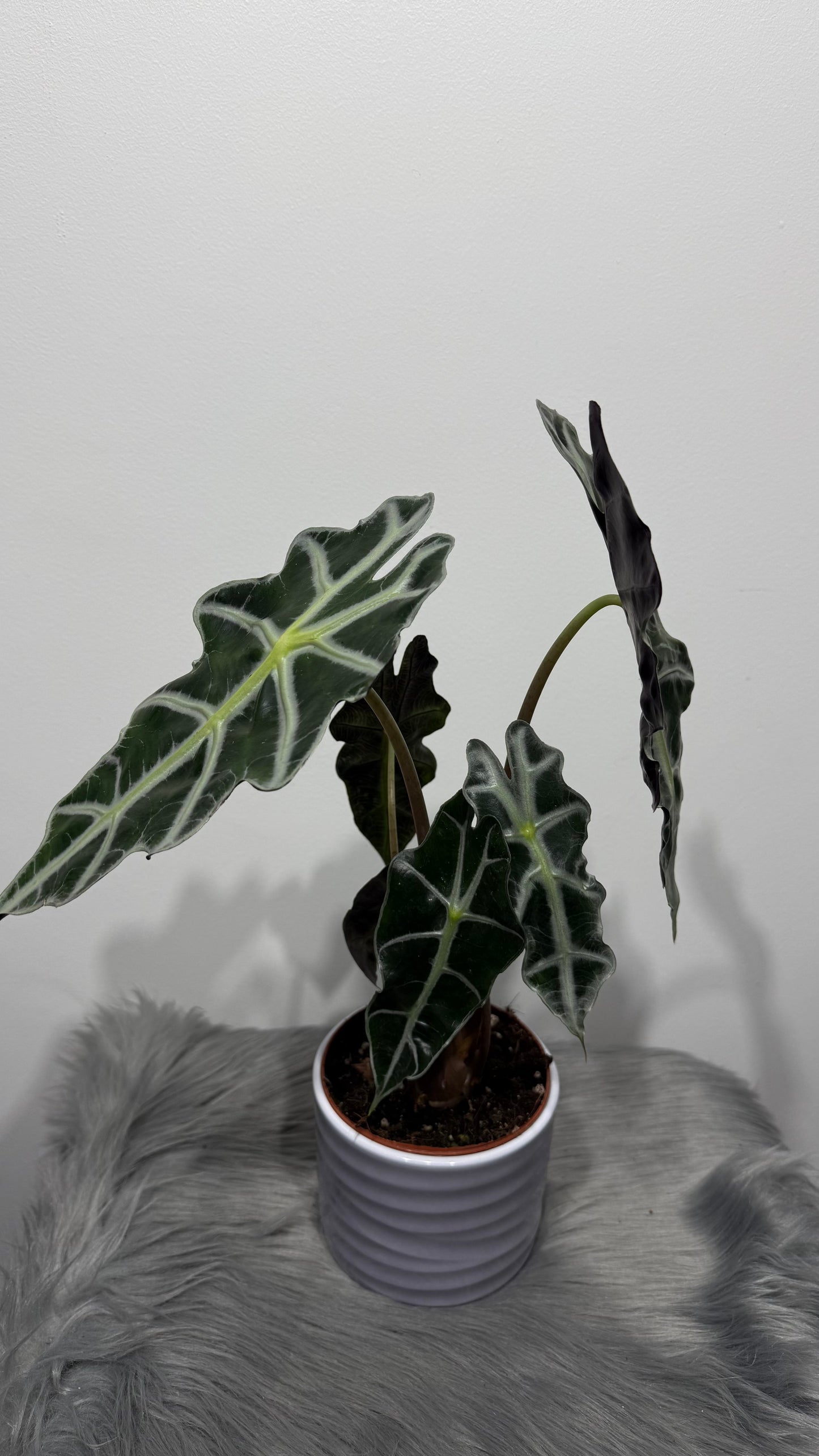 Alocasia Polly