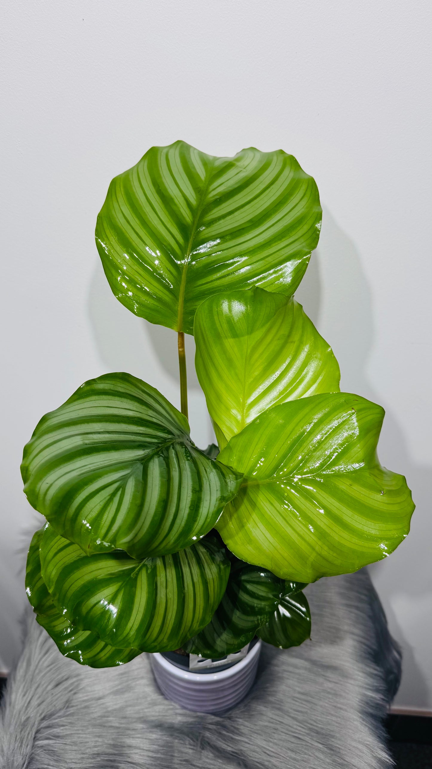 Calathea Orbifolia