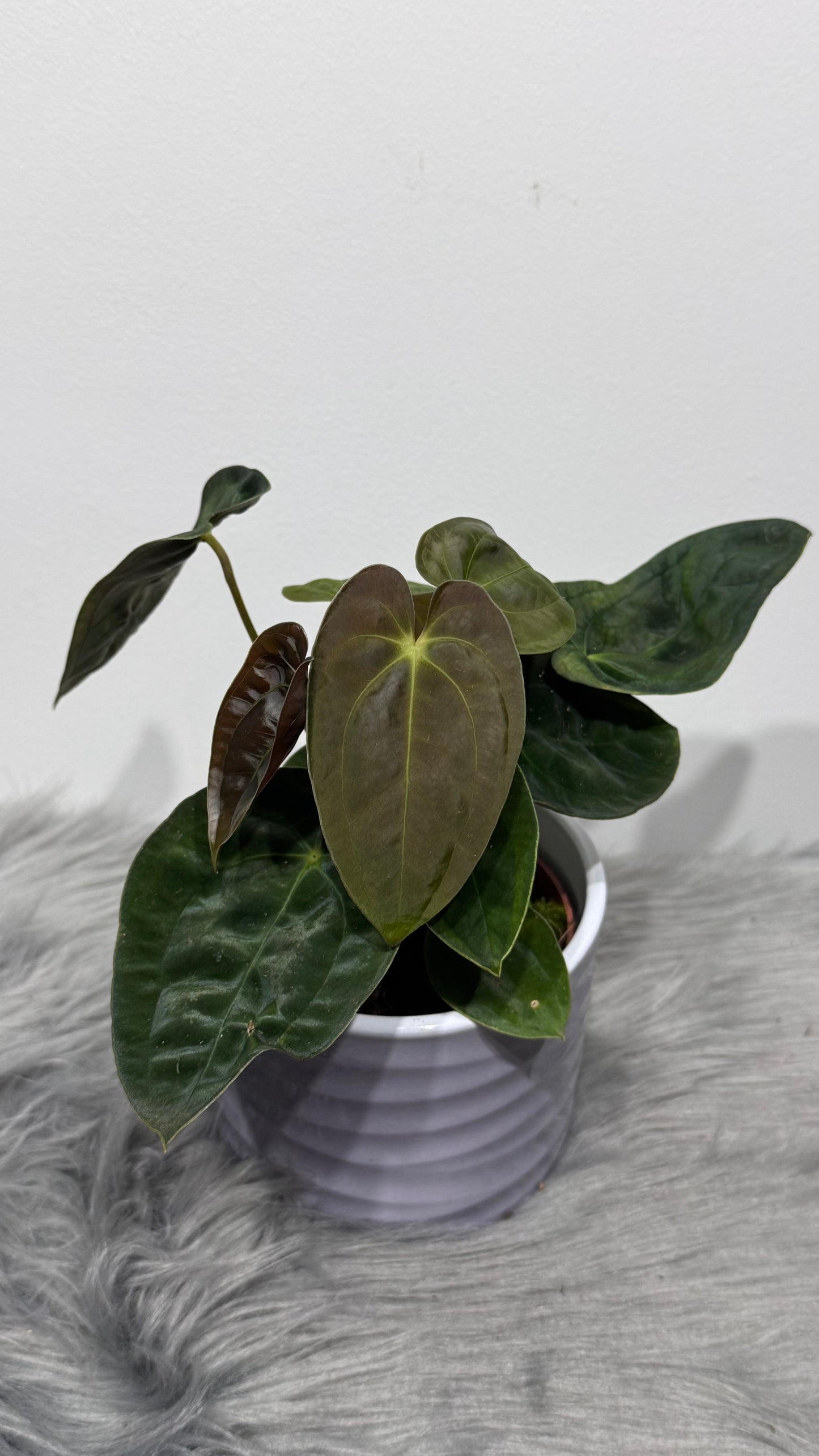 Anthurium papillilaminum