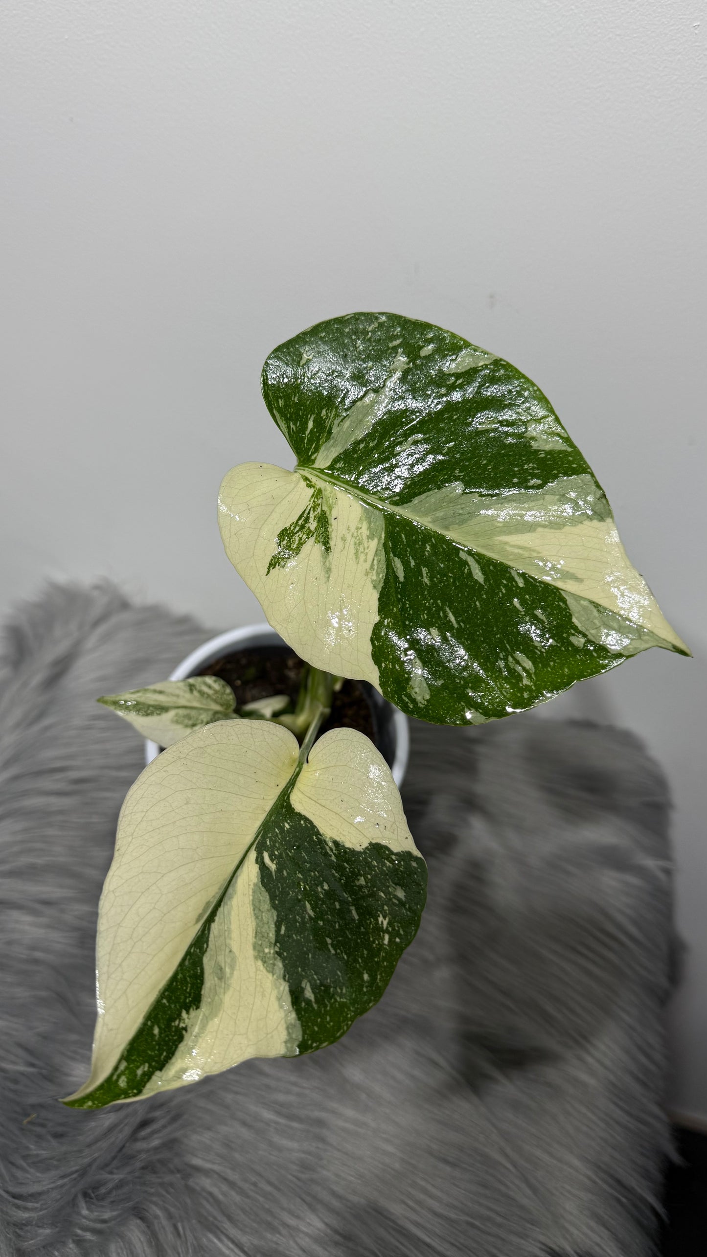 Monstera Thai Constellation
