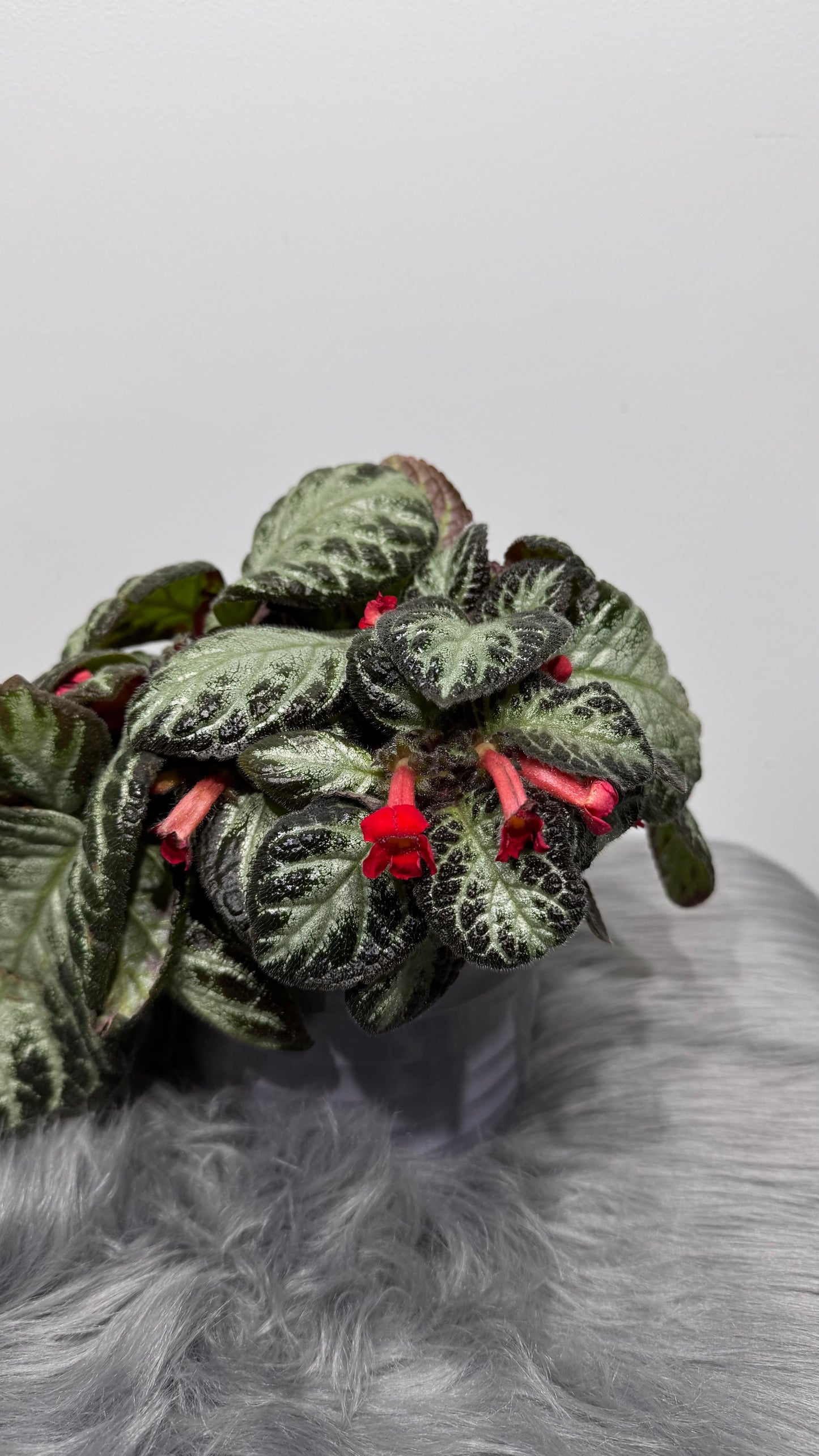 Episcia Silver Shield