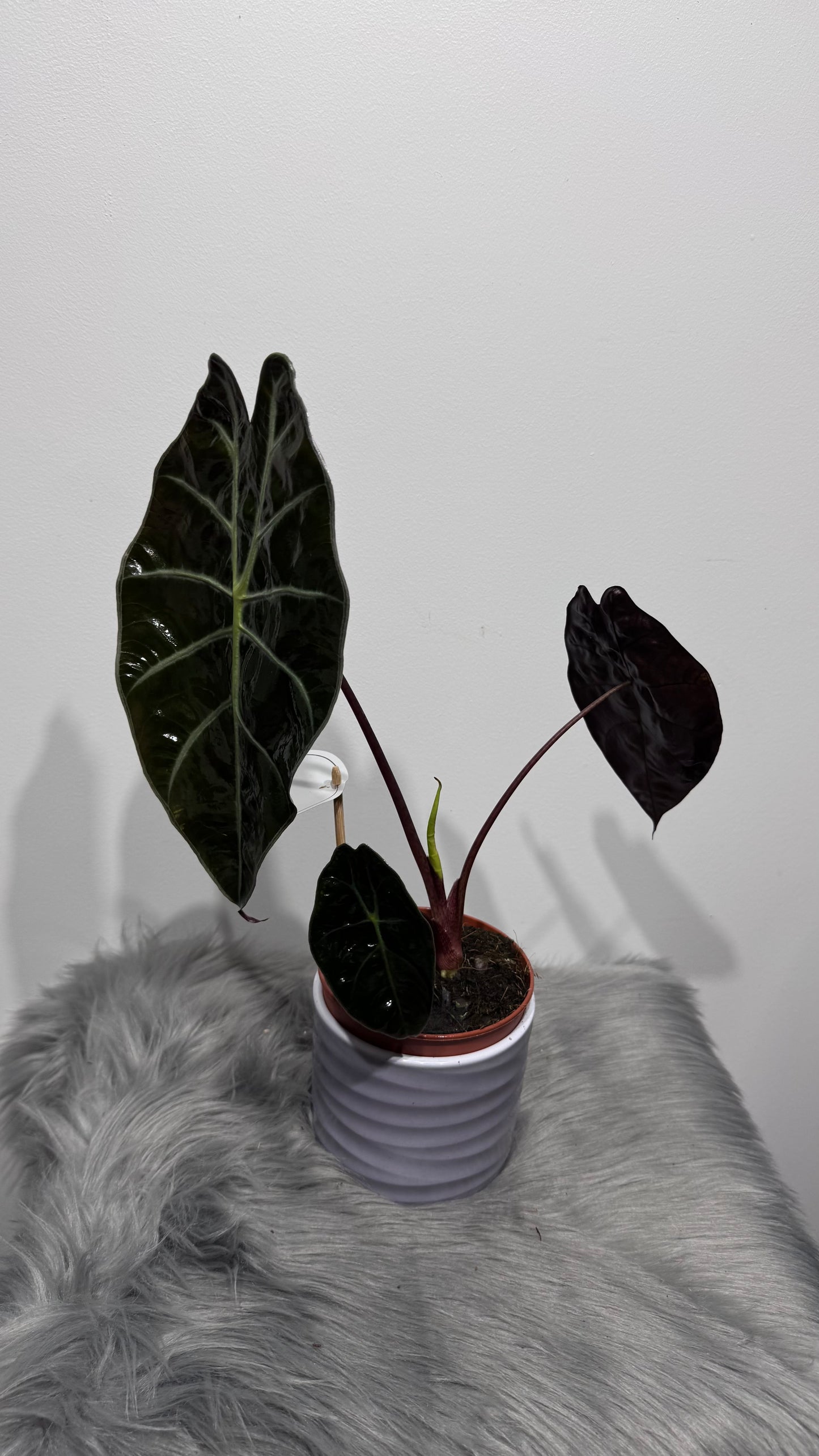 Alocasia 2