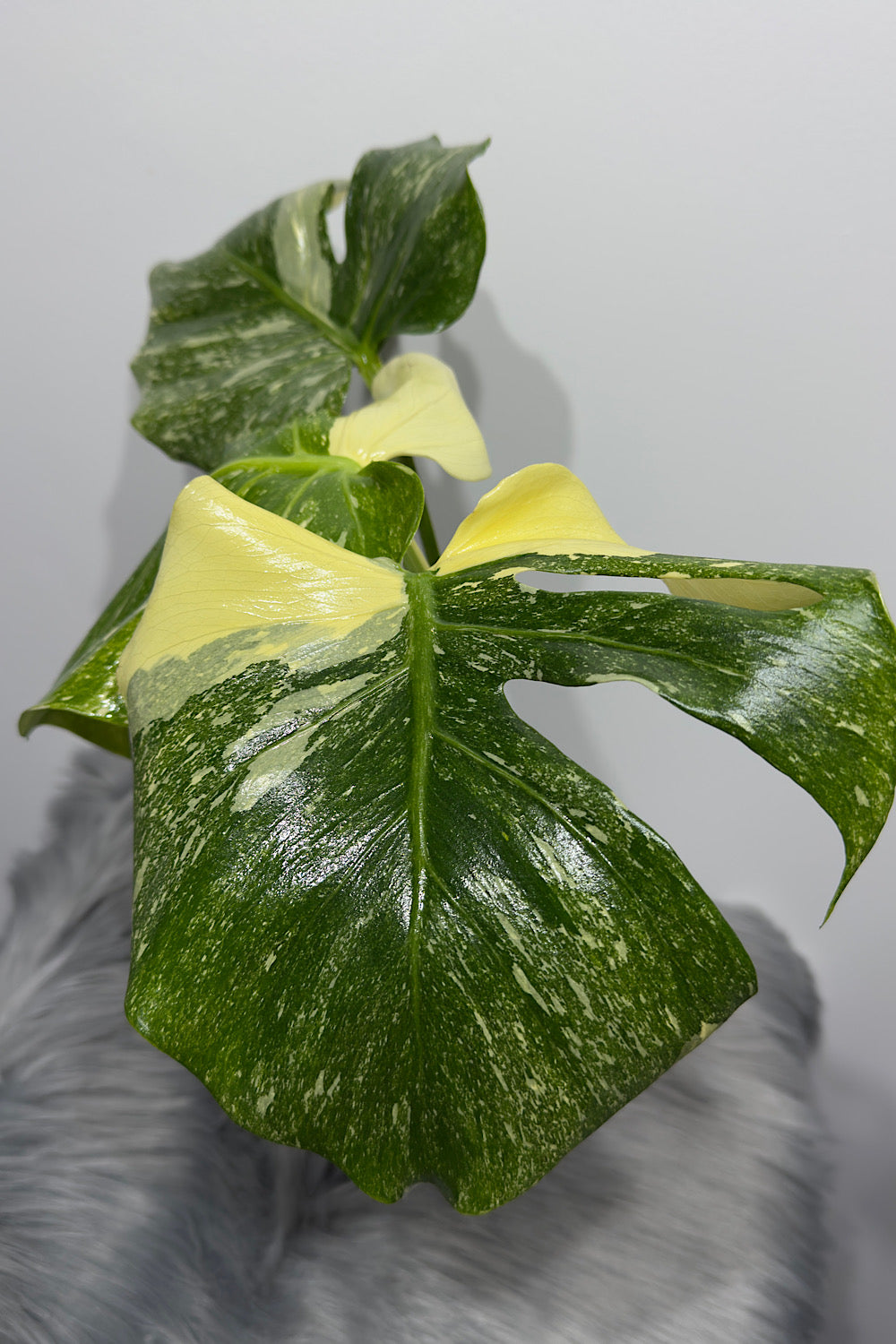 Monstera Thai Constellation 8 - www.augi-plants.lv
