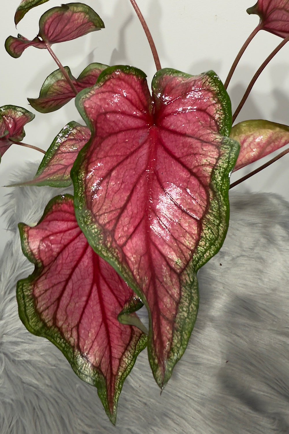 Caladium 3